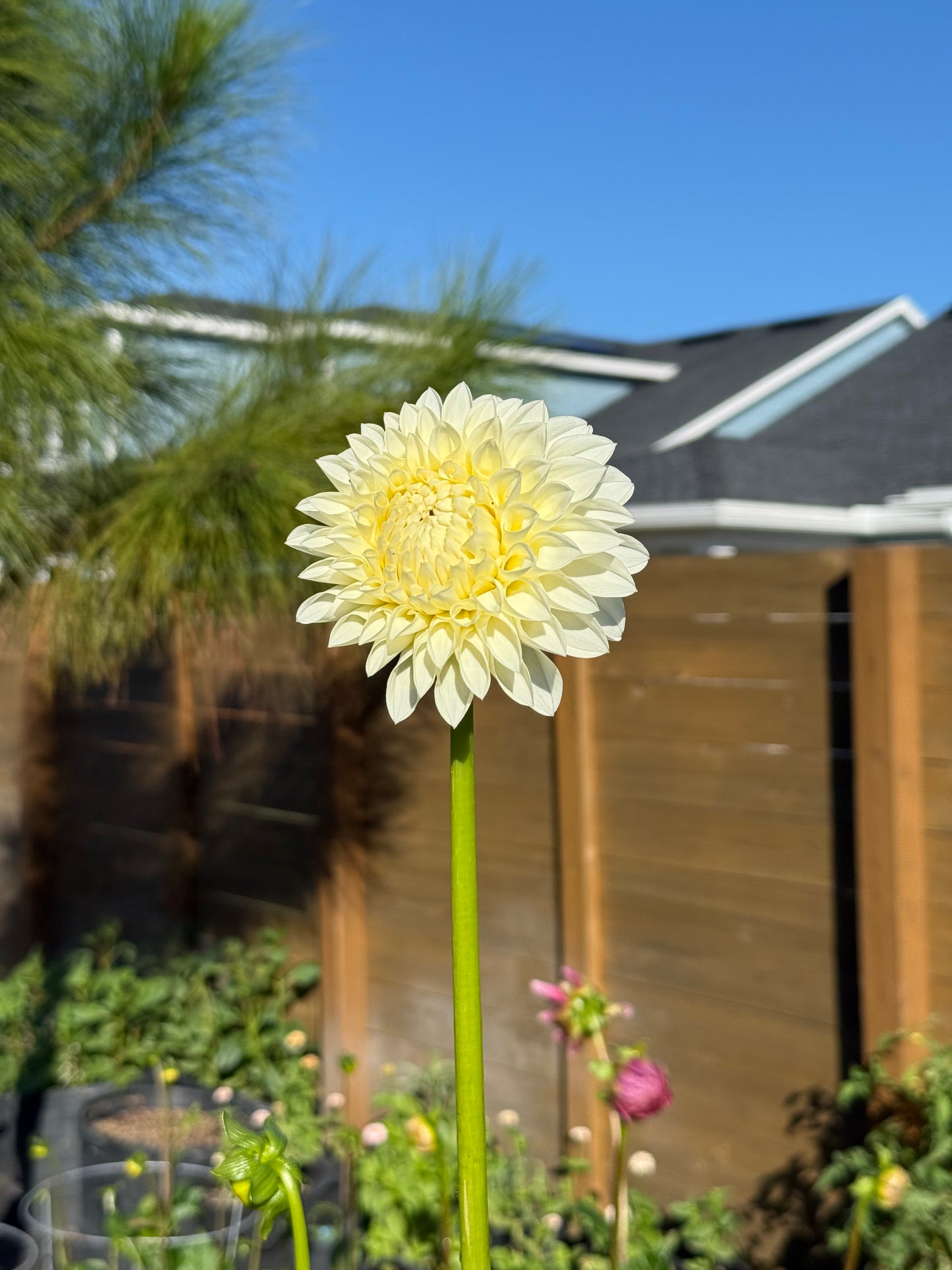 Boundary Snowflake ๐ฆ๐บ (rooted cutting)