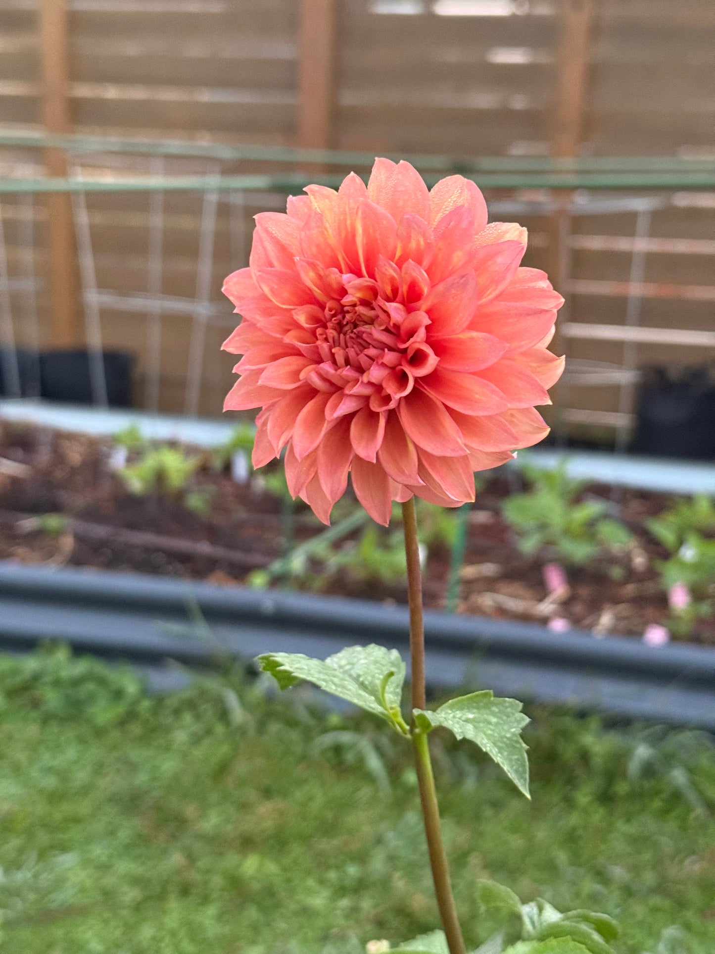 Misfit Kaleidoscope (Rooted cutting)
