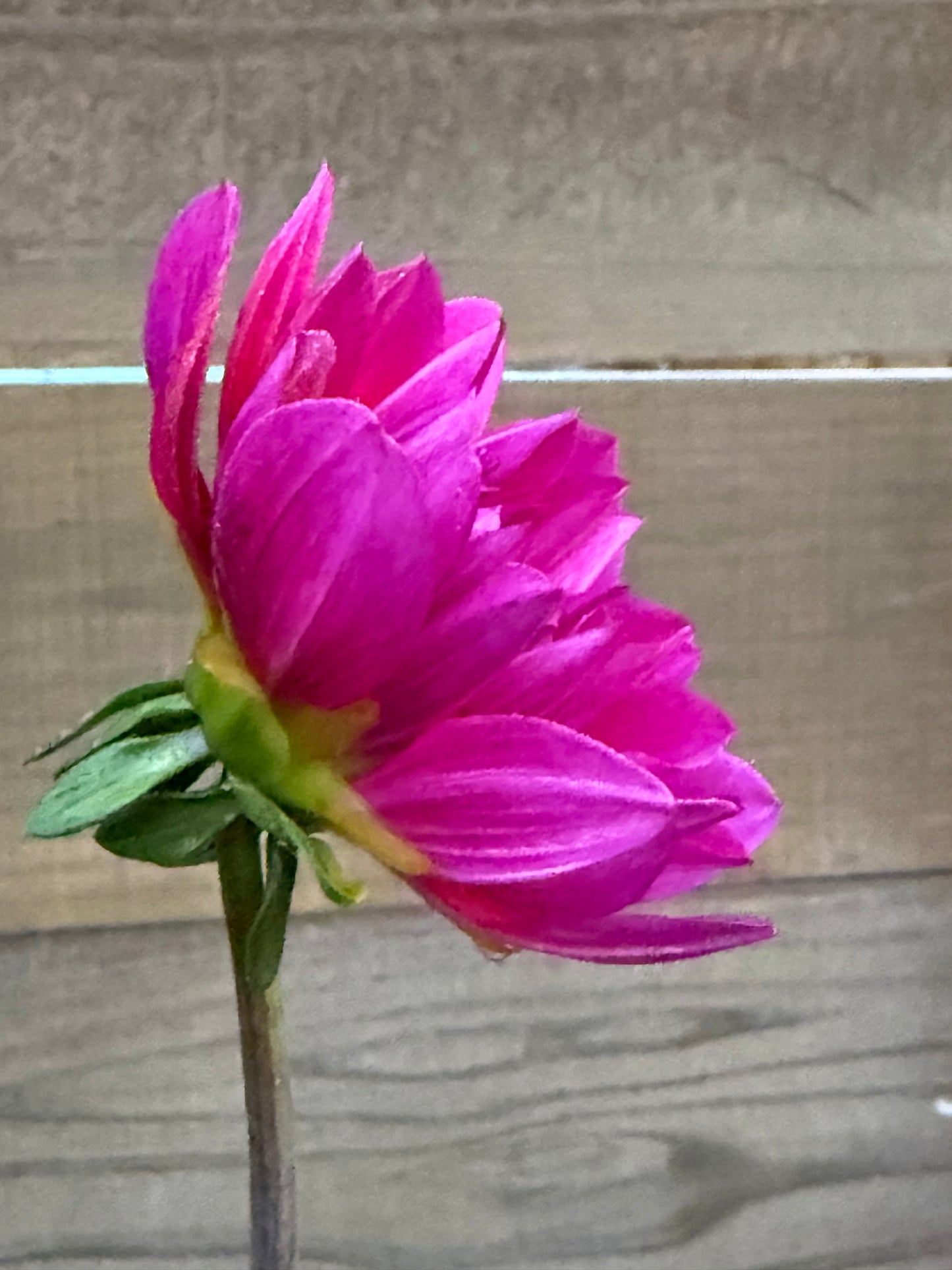 Hollyhill Amethyst (Rooted cutting)