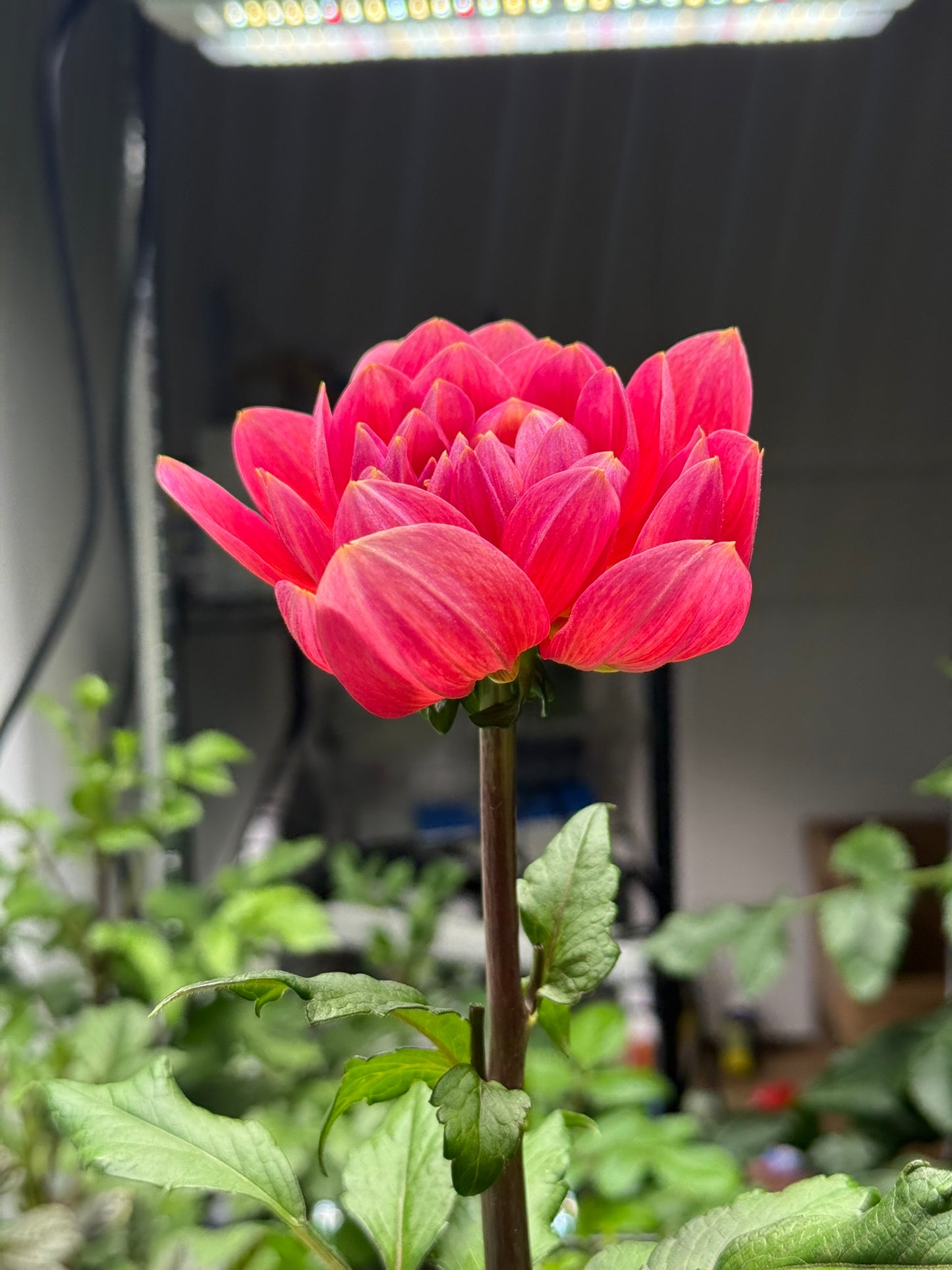 Hollyhill Daydream (unrooted cutting)