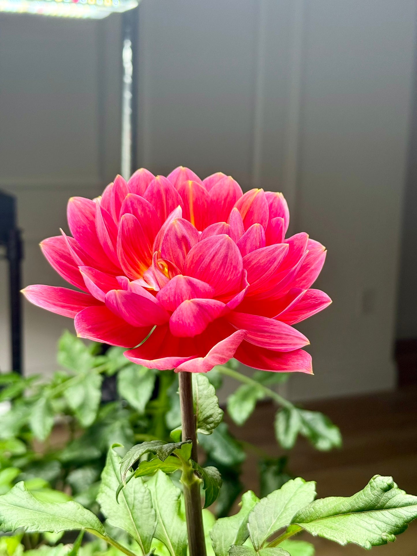 Hollyhill Daydream (unrooted cutting)