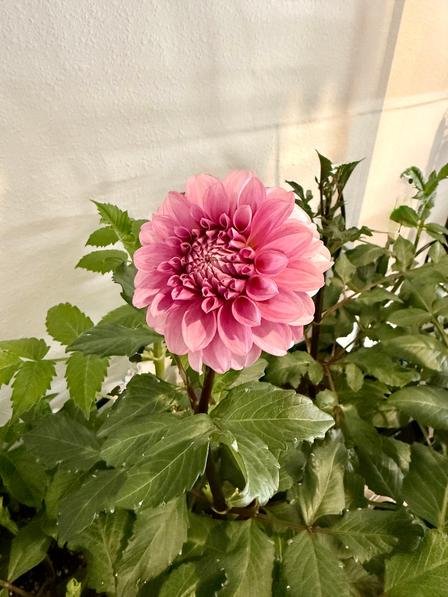 Levi’s Confessor (rooted cutting)