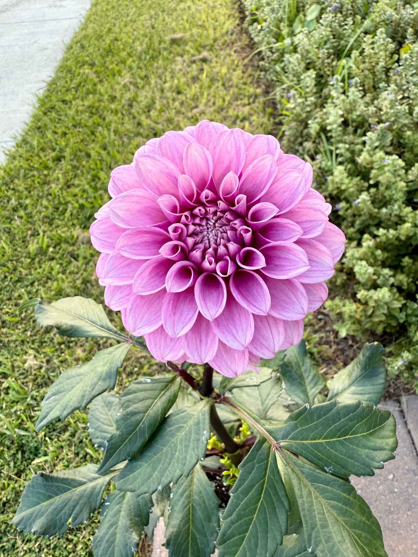Levi’s Confessor (rooted cutting)