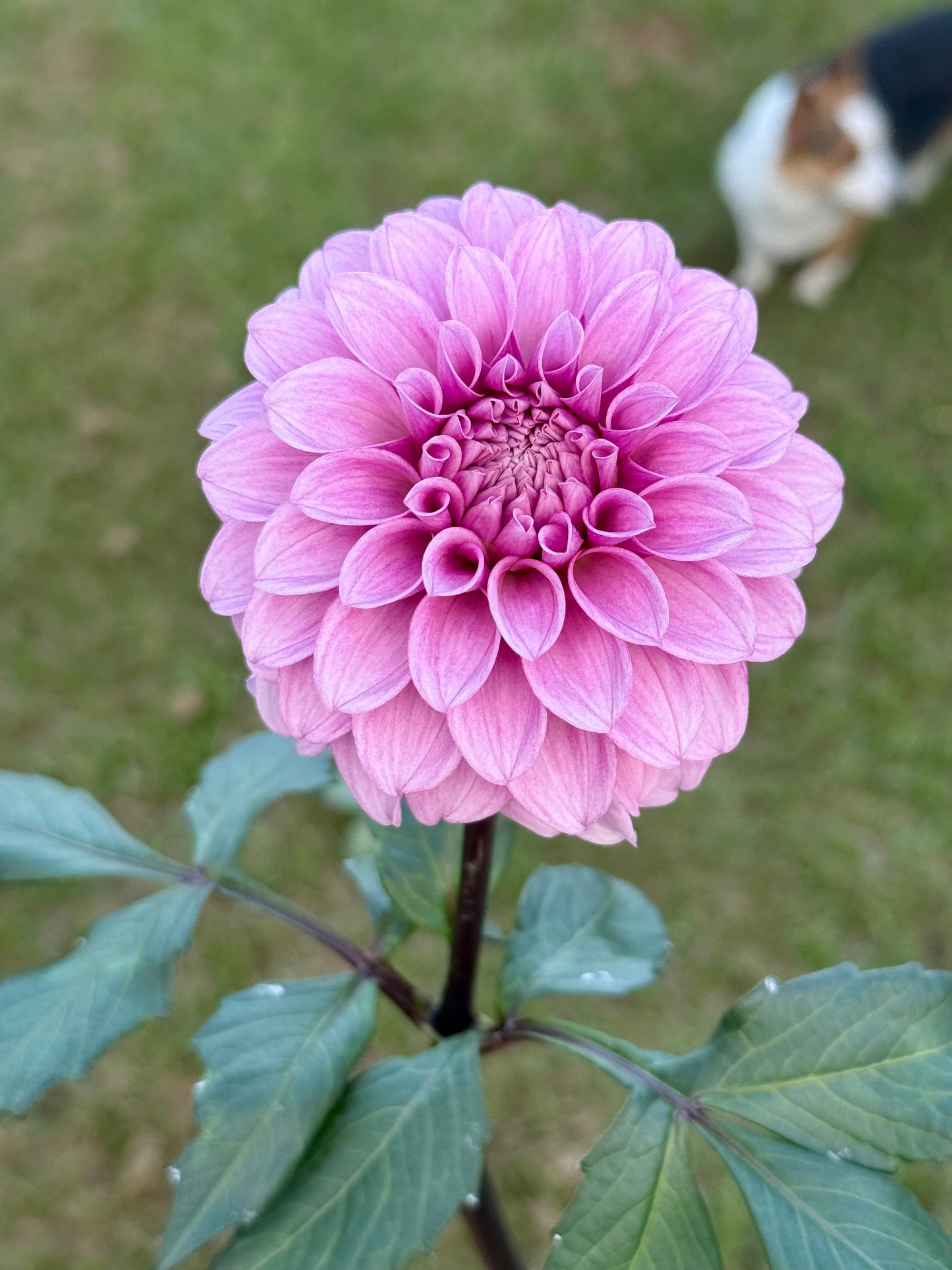 Levi’s Confessor (rooted cutting)