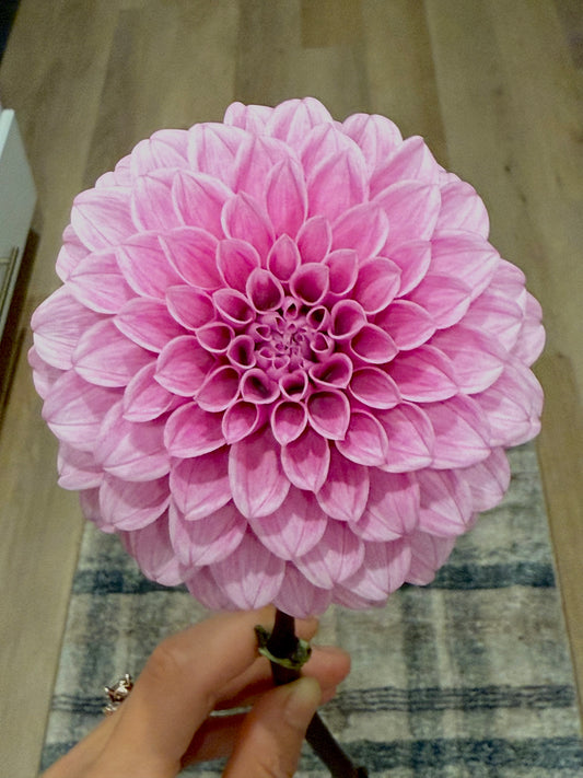 Levi’s Confessor (unrooted cutting)