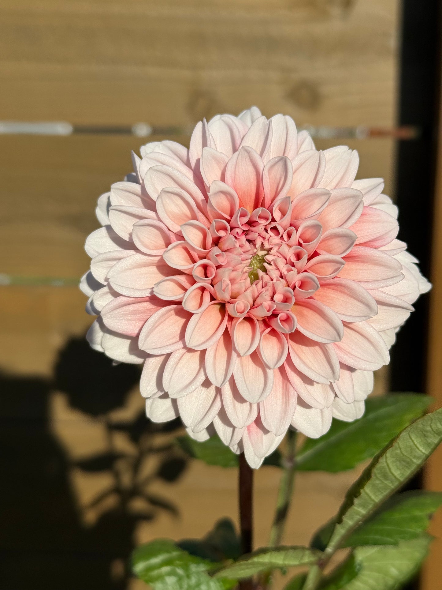 Lee’s Pineberry Trifle (unrooted cutting)