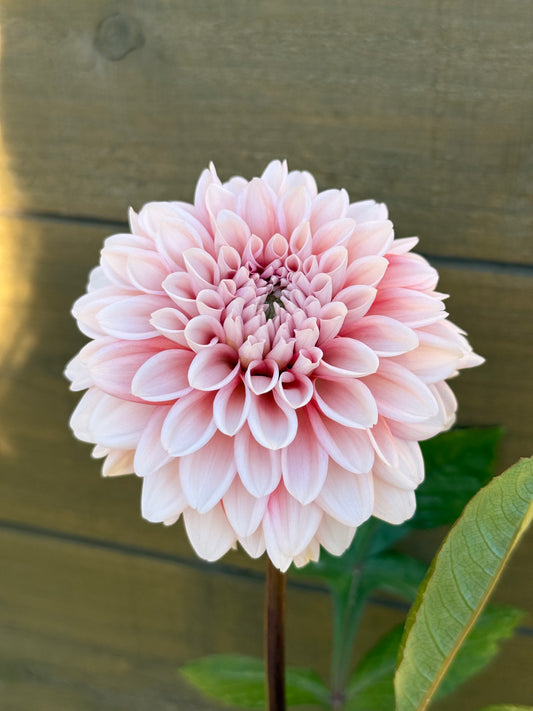Lee’s Pineberry Trifle (unrooted cutting)