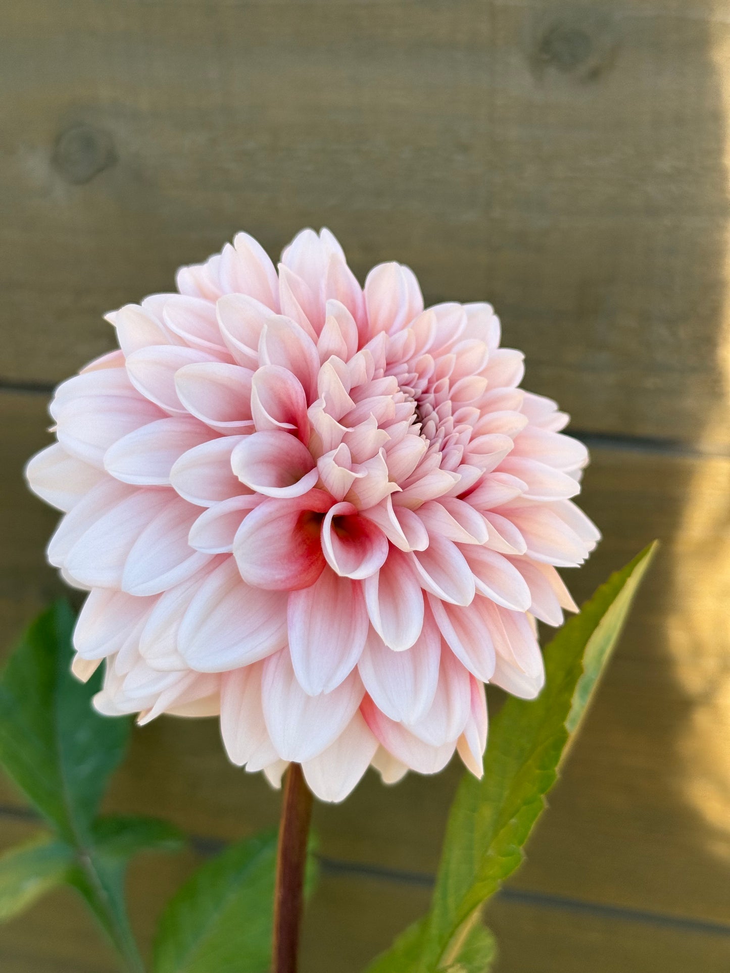 Lee’s Pineberry Trifle (unrooted cutting)