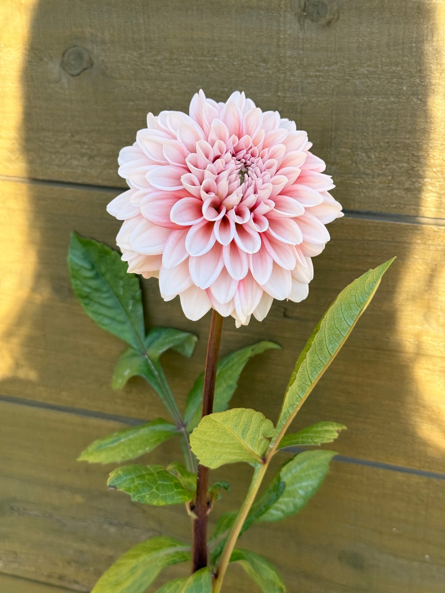 Lee’s Pineberry Trifle (unrooted cutting)