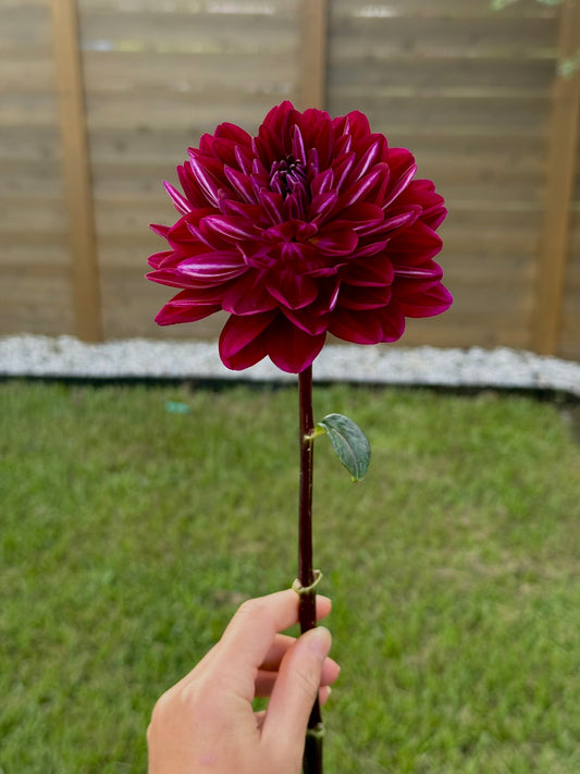 Sandia Bertha (Tuber)