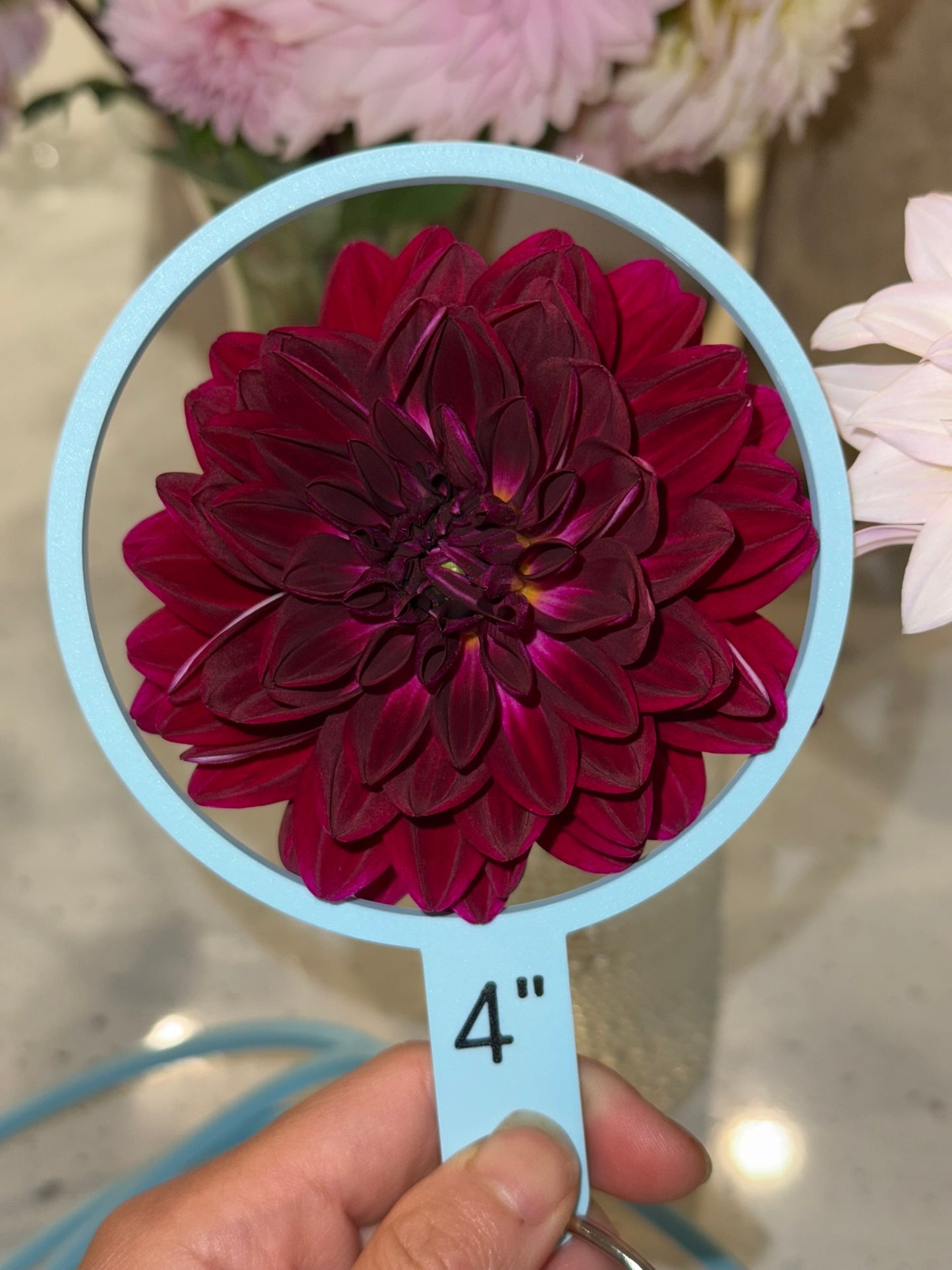 Sandia Bertha (unrooted cutting)