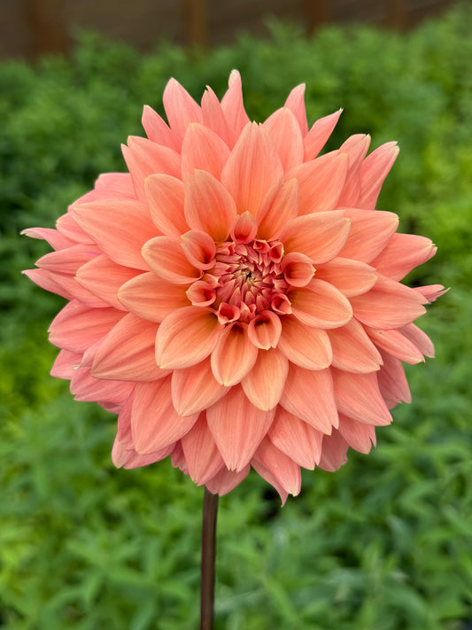 Peach Delight 🇦🇺 (unrooted cutting)