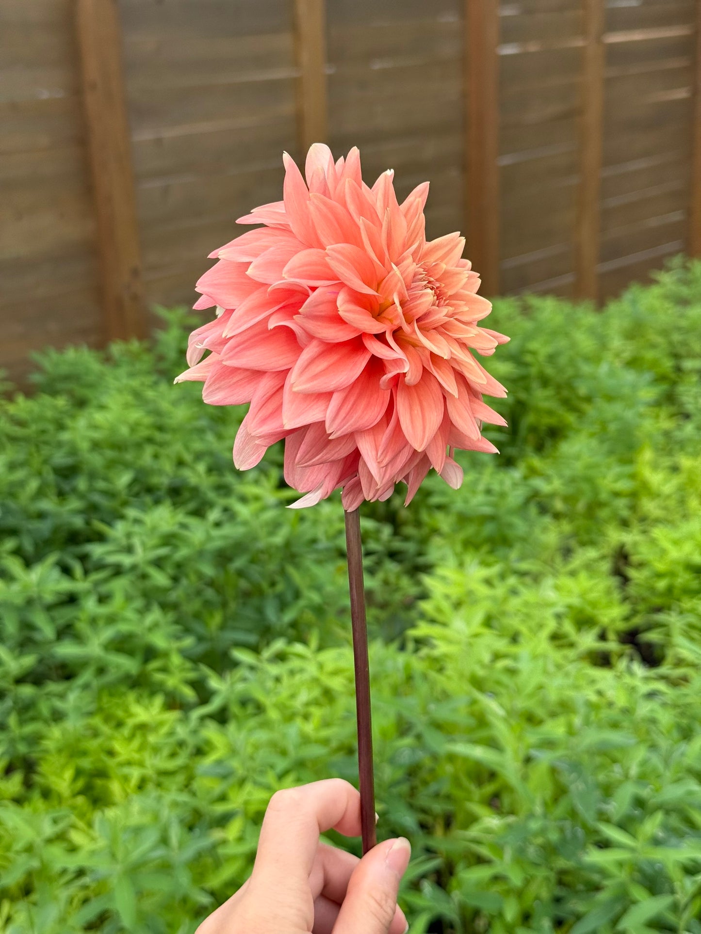 Peach Delight ๐ฆ๐บ (rooted cutting)