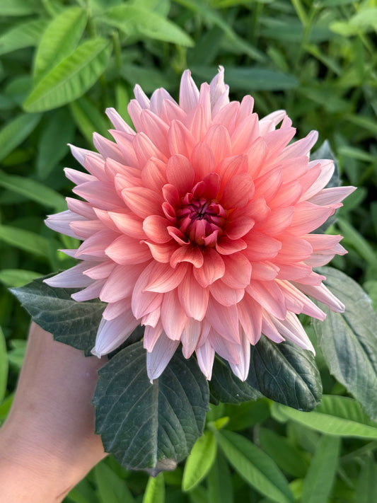 RM Electrical (unrooted cutting)