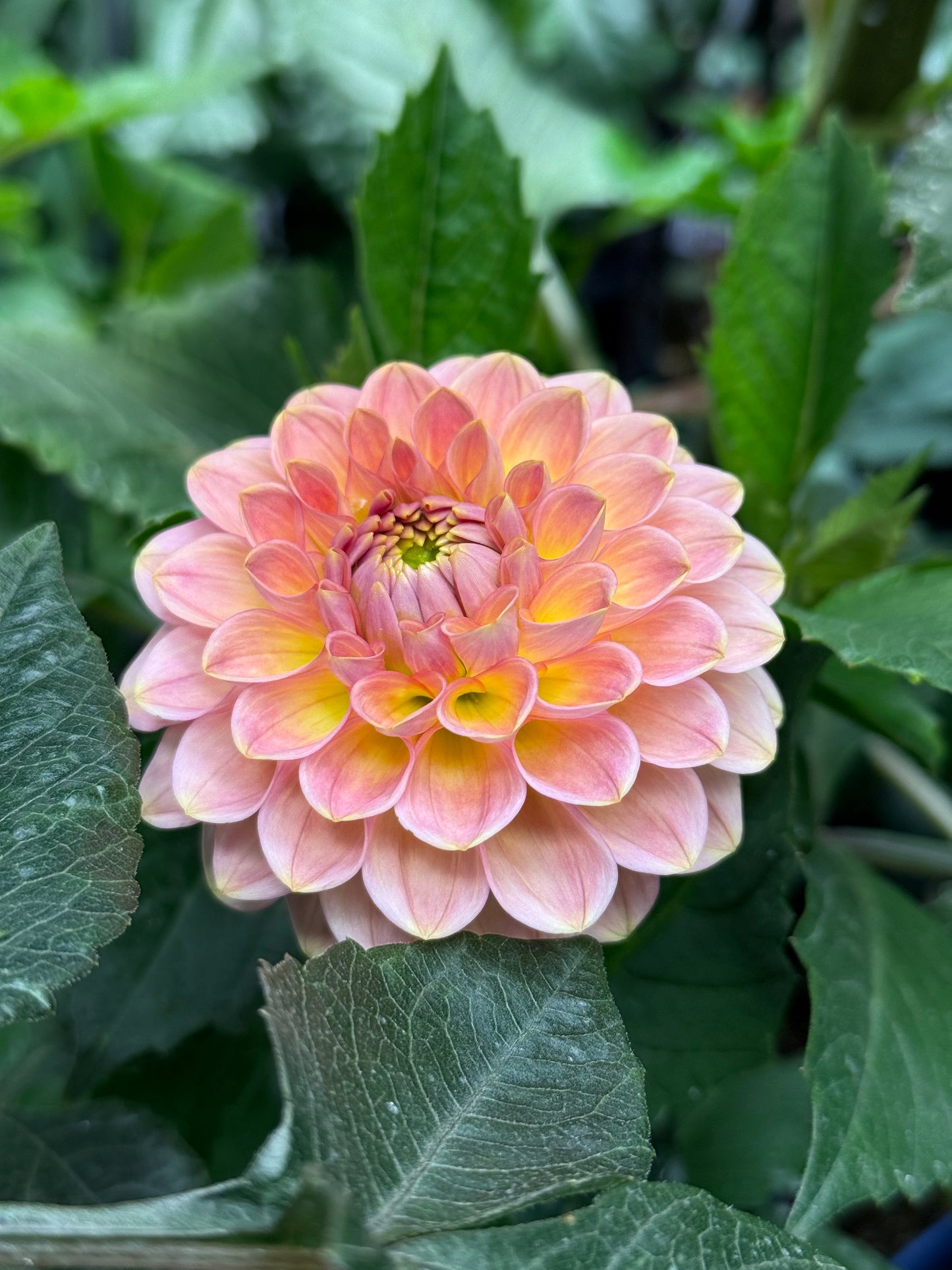 20th Ave Softer Peach (unrooted cutting)