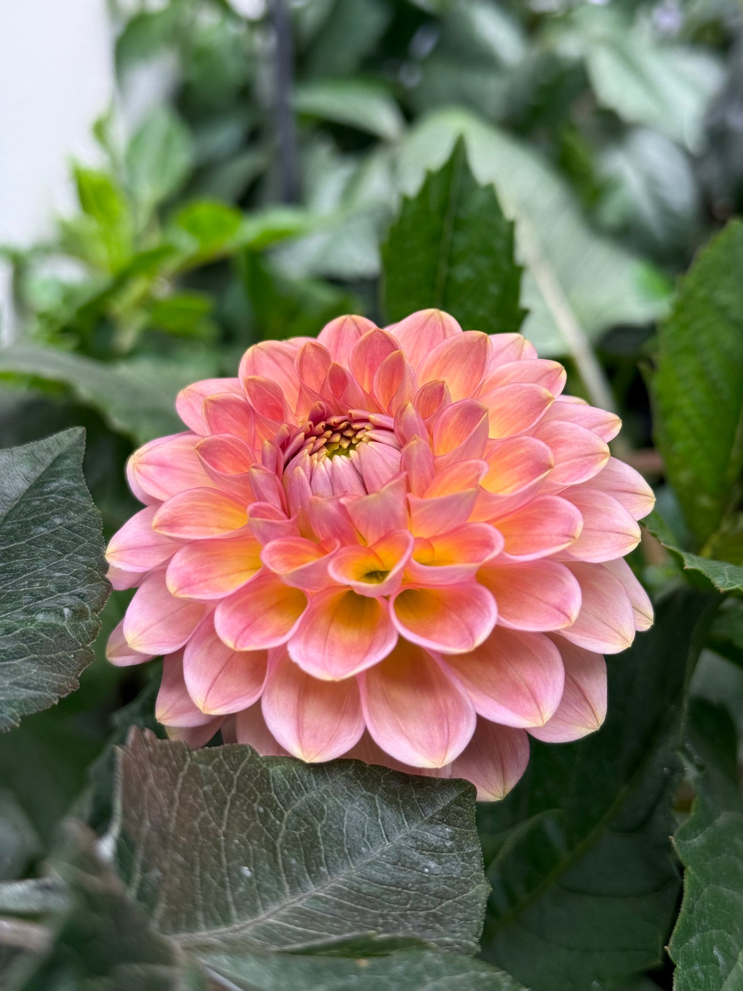 20th Ave Softer Peach (unrooted cutting)