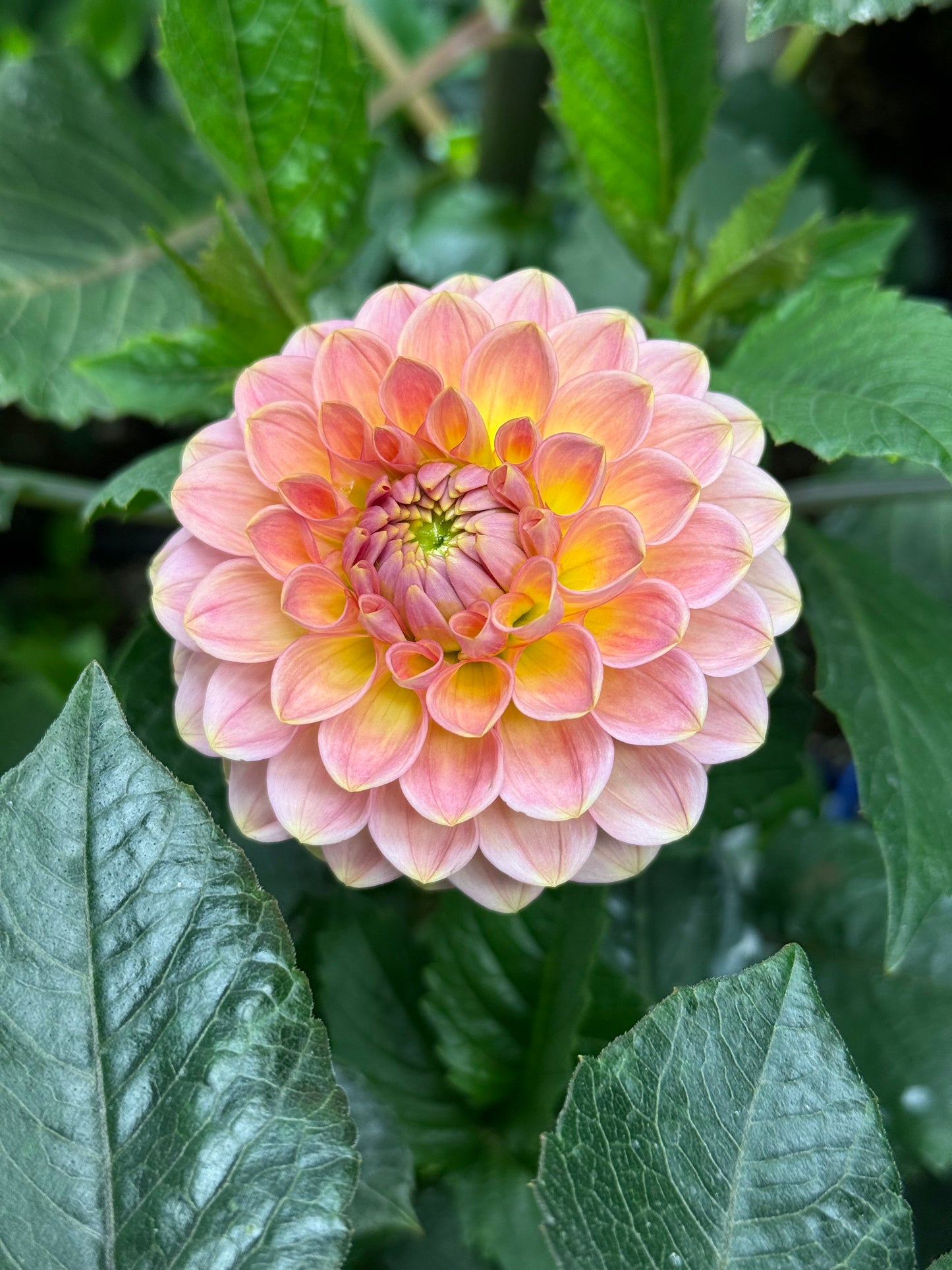 20th Ave Softer Peach (unrooted cutting)