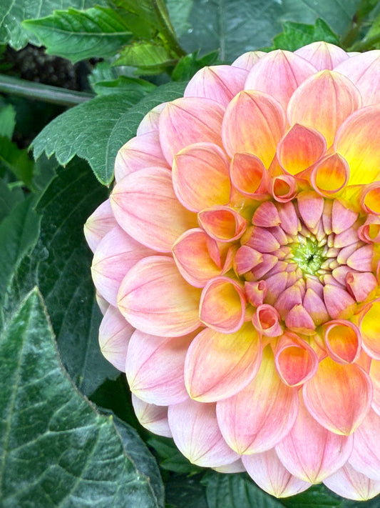 20th Ave Softer Peach (unrooted cutting)