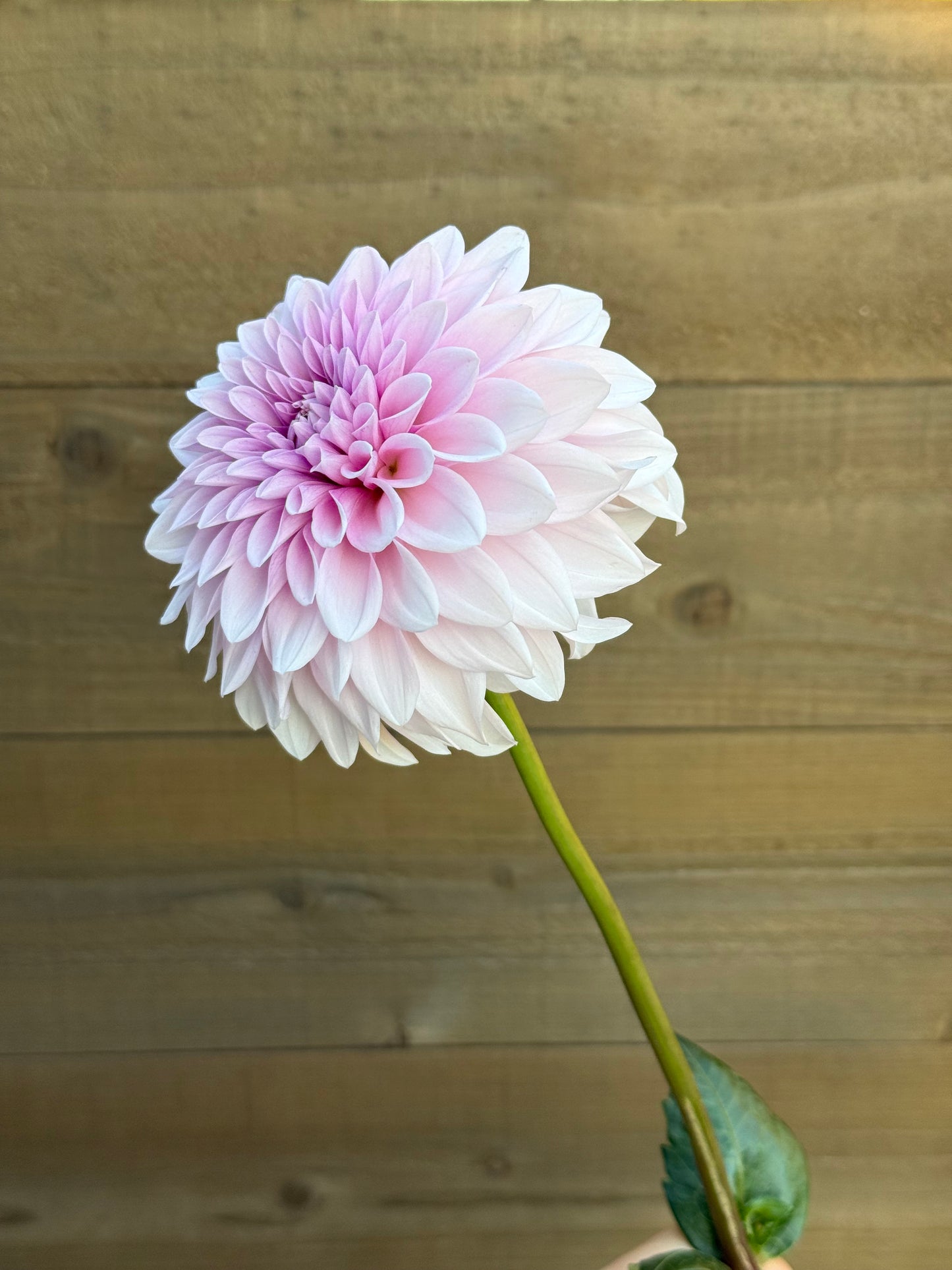 Lee’s Lilly Pilly (rooted cutting)