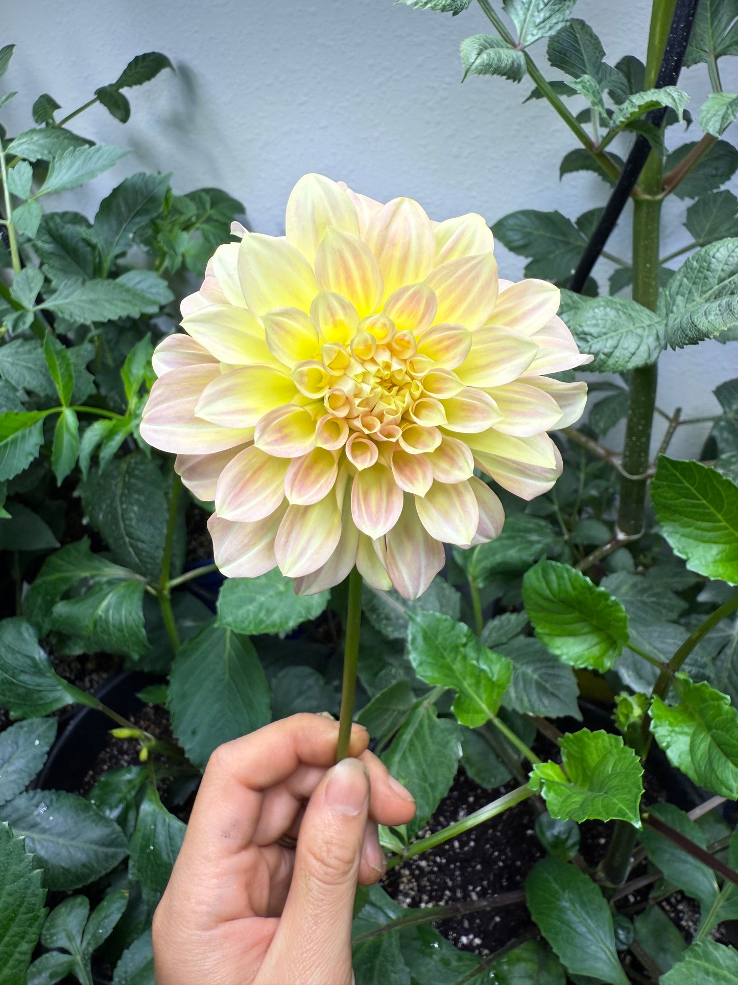 Coorabell Astrid π¦πΊ (rooted cutting)