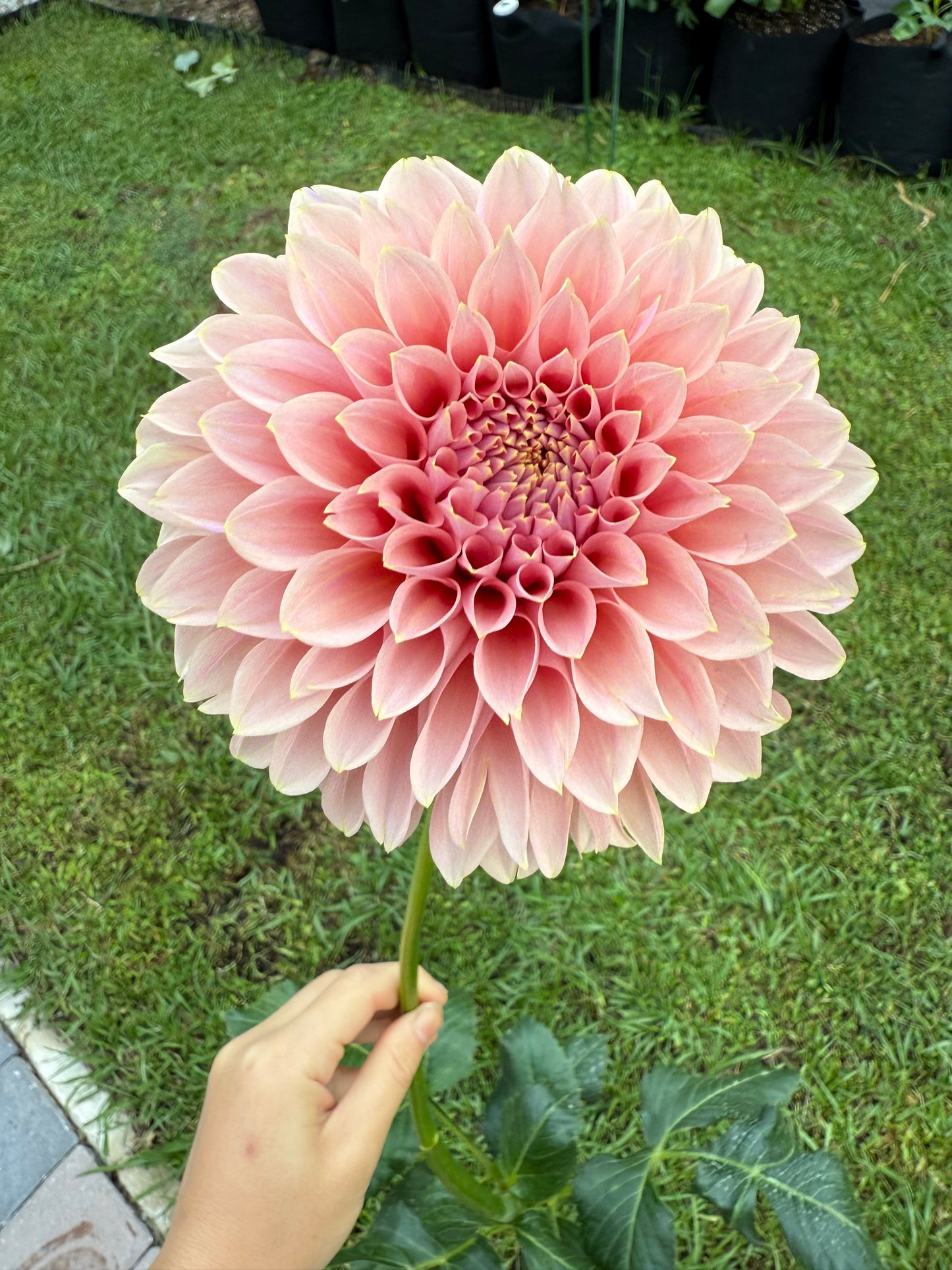 Devon Salmon π¦πΊ (Rooted cutting)