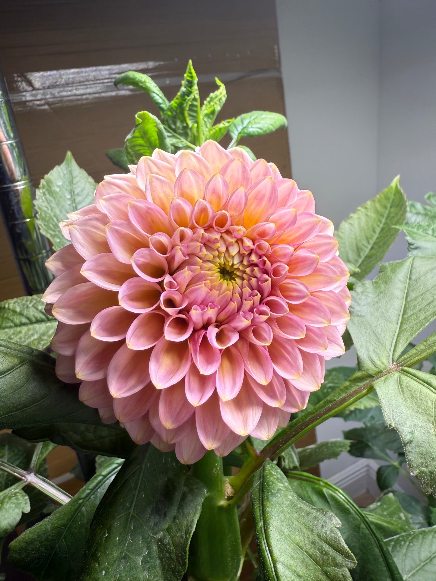 20th Pink Cloud (rooted cutting)