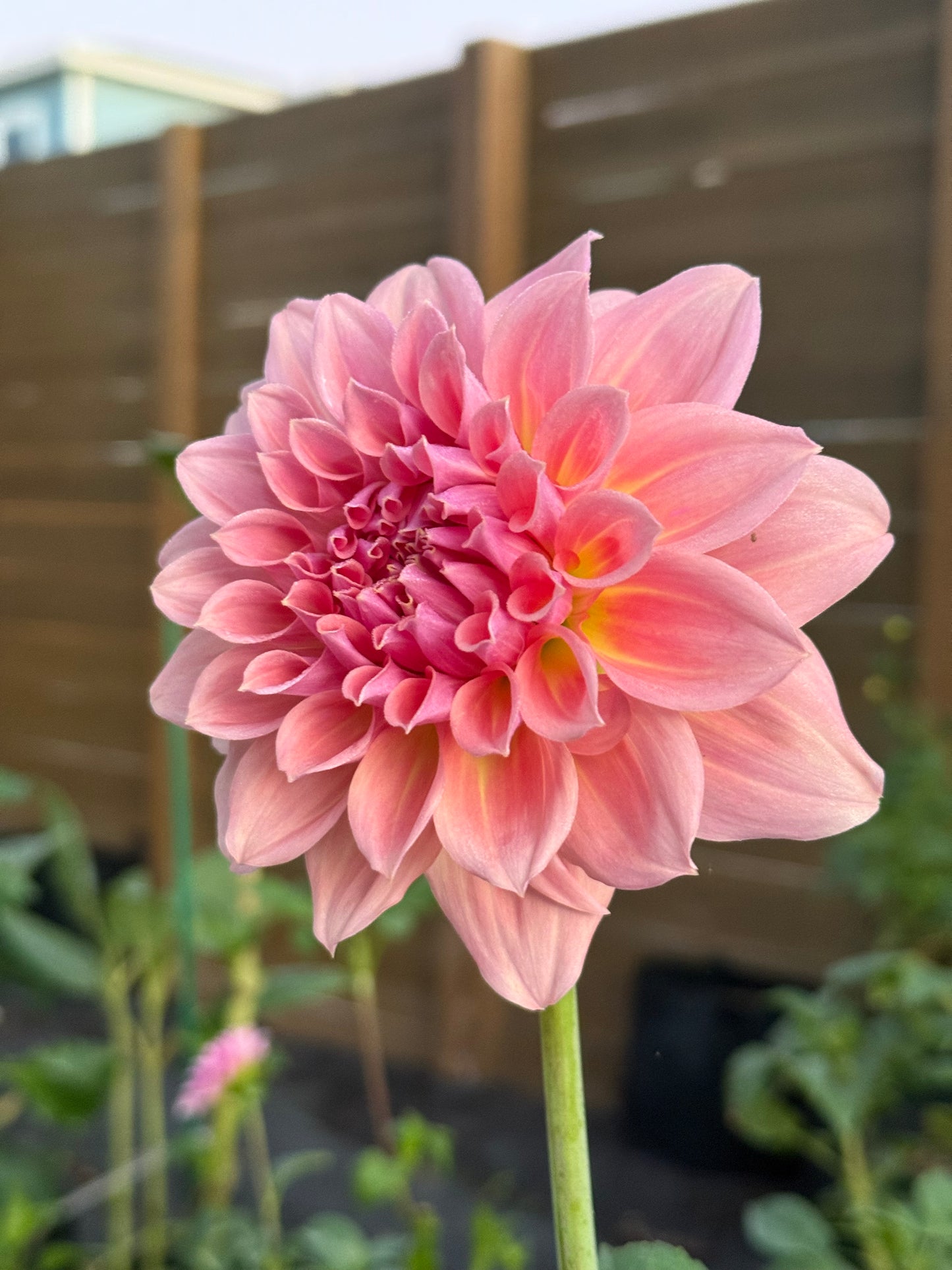 West Coast π¦πΊ (rooted cutting)