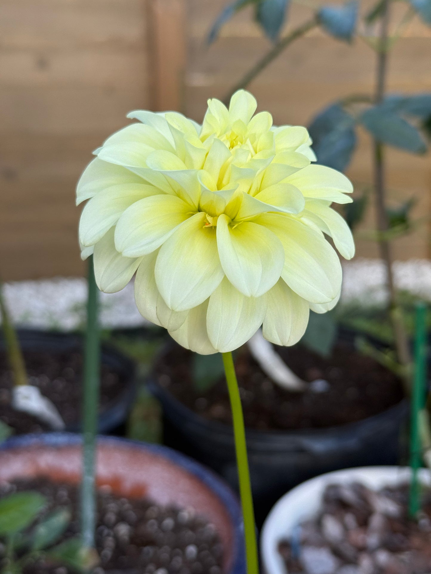 Coorabell Heather ๐ฆ๐บ (Rooted cutting)