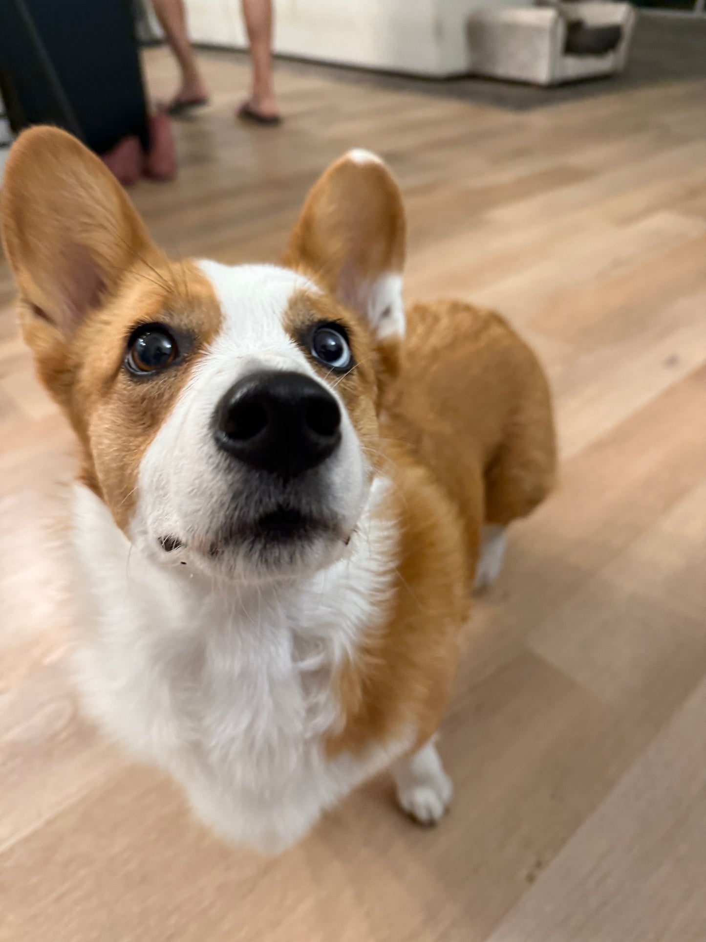 Coorabell Moonglow- Missed Picture Day ๐ฆ๐บ (Rooted cutting)