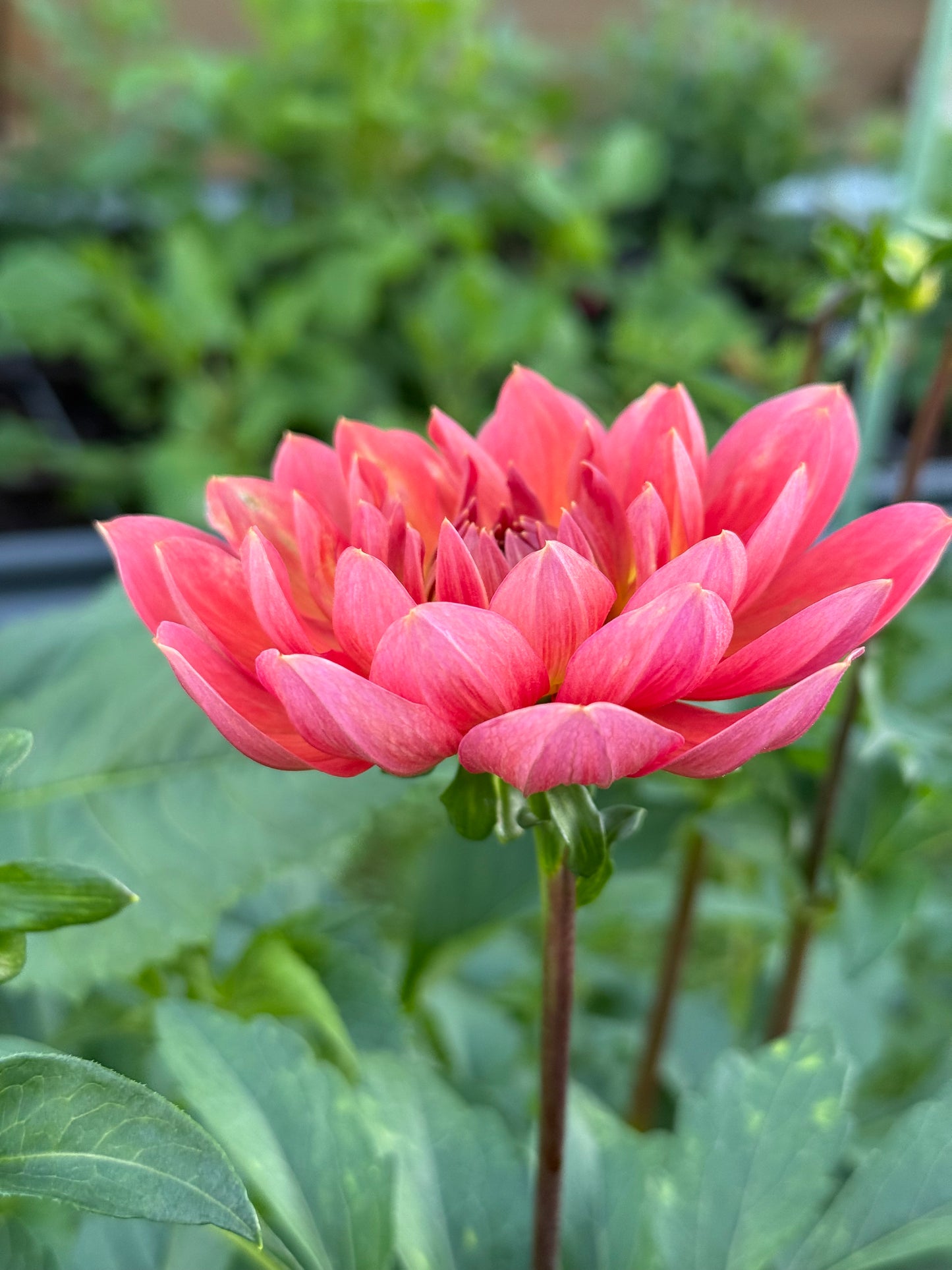 Hollyhill Daydream (rooted cutting)