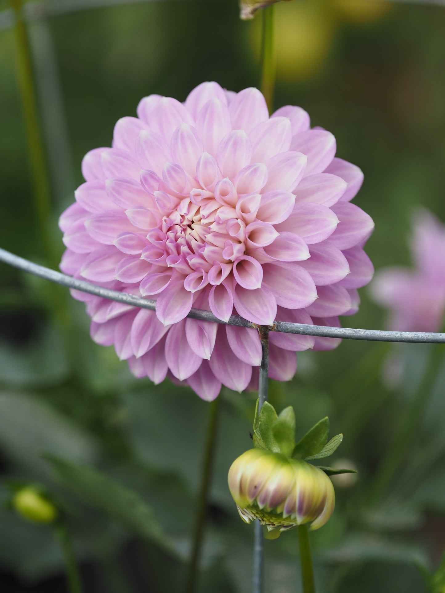 Coorabell Zoe π¦πΊ (rooted cutting)