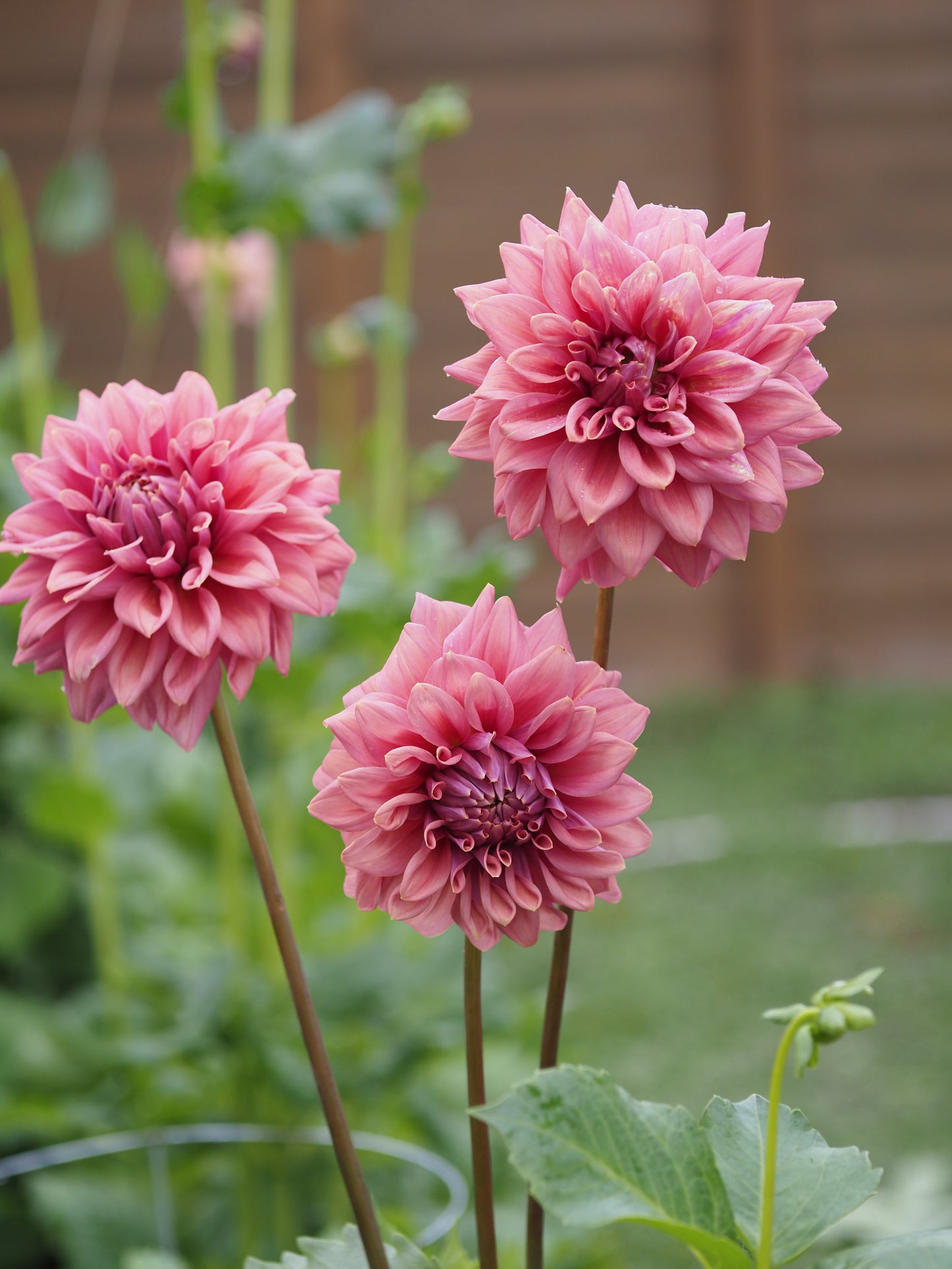 Lileah Caramel Rose ๐ฆ๐บ (Rooted cutting)