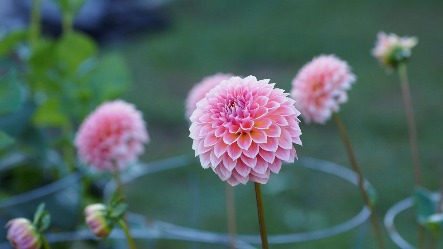 Hillier Tanunda ๐ฆ๐บ (Rooted cutting)