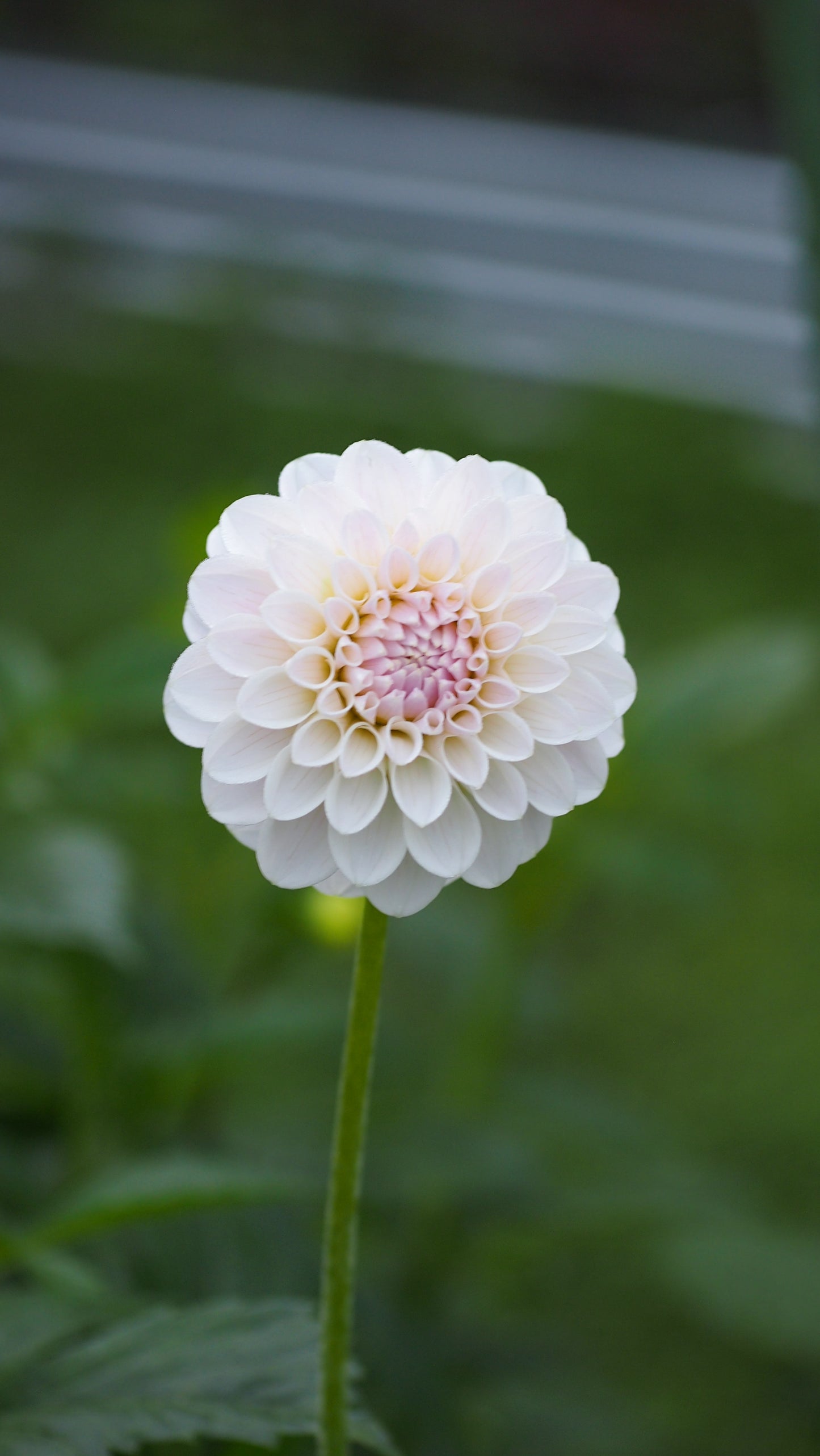 RM Hannah Joe (Rooted cutting)