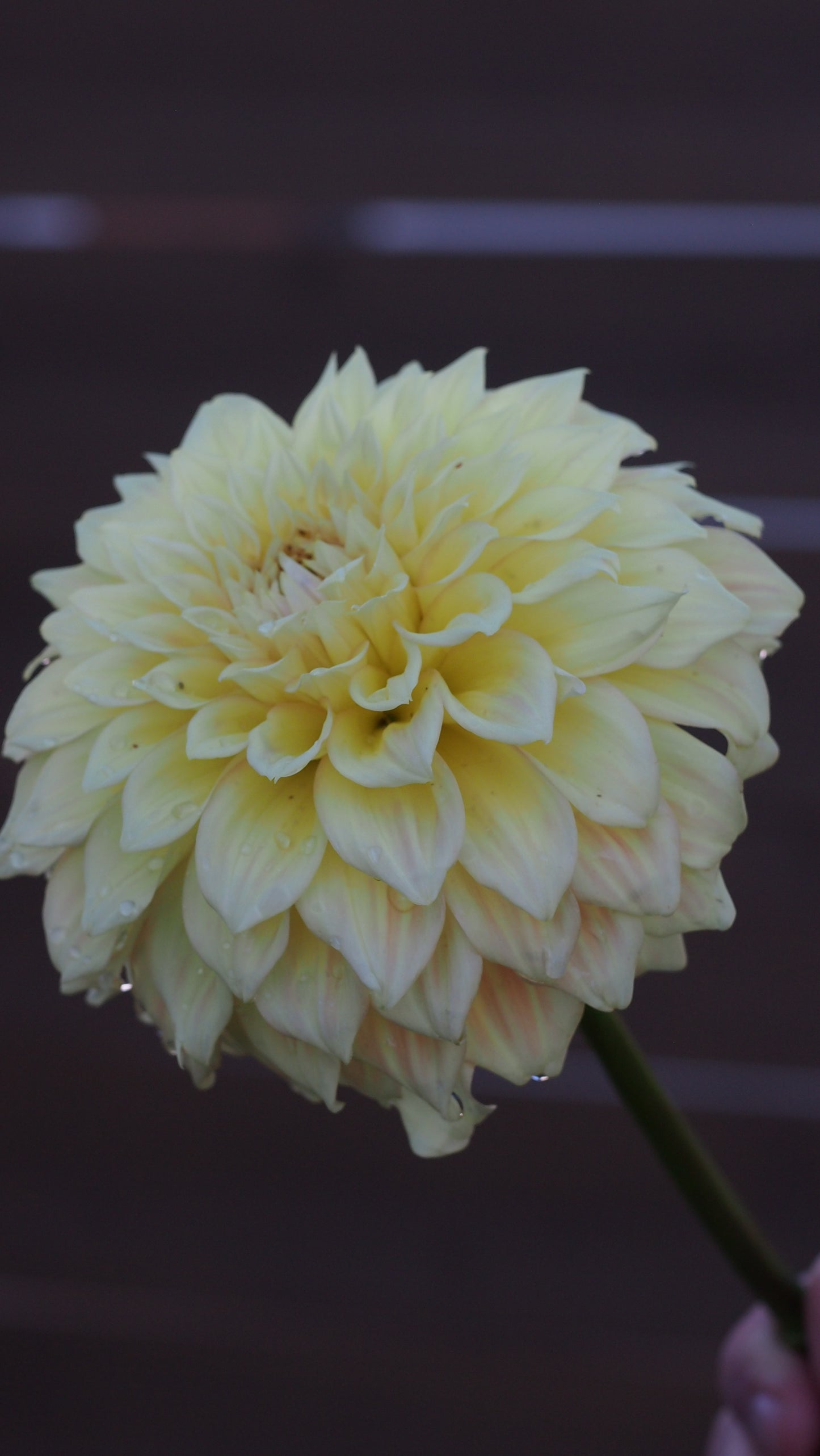 Bracken Glenda π¦πΊ (Rooted cutting)
