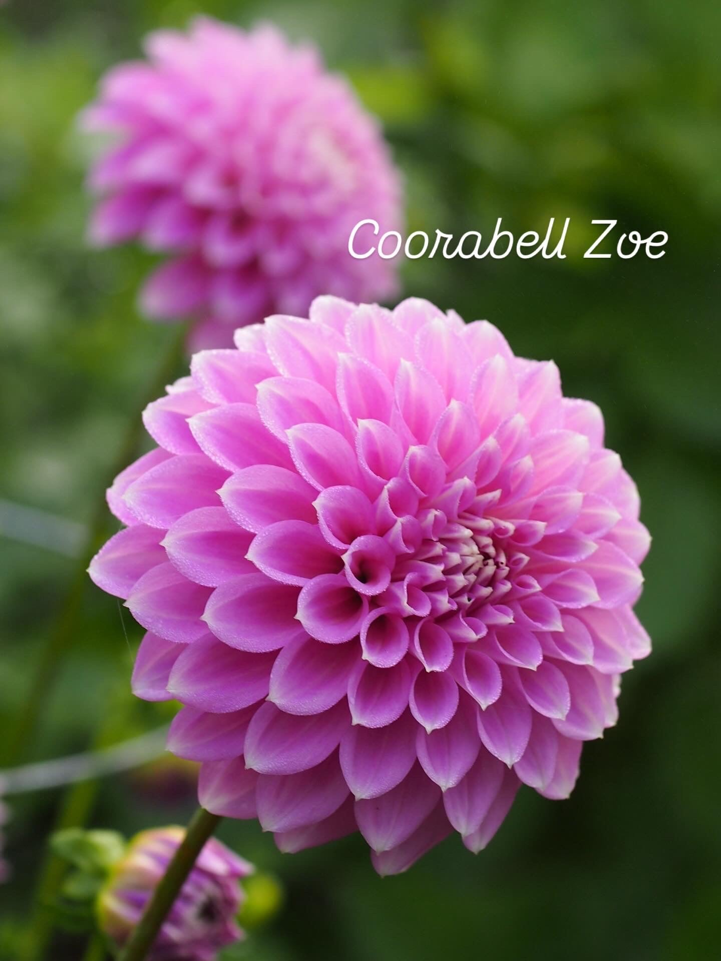 Coorabell Zoe 🇦🇺 (rooted cutting)