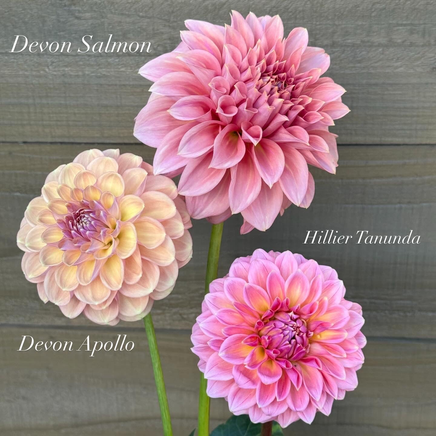 Hillier Tanunda 🇦🇺 (Rooted cutting)