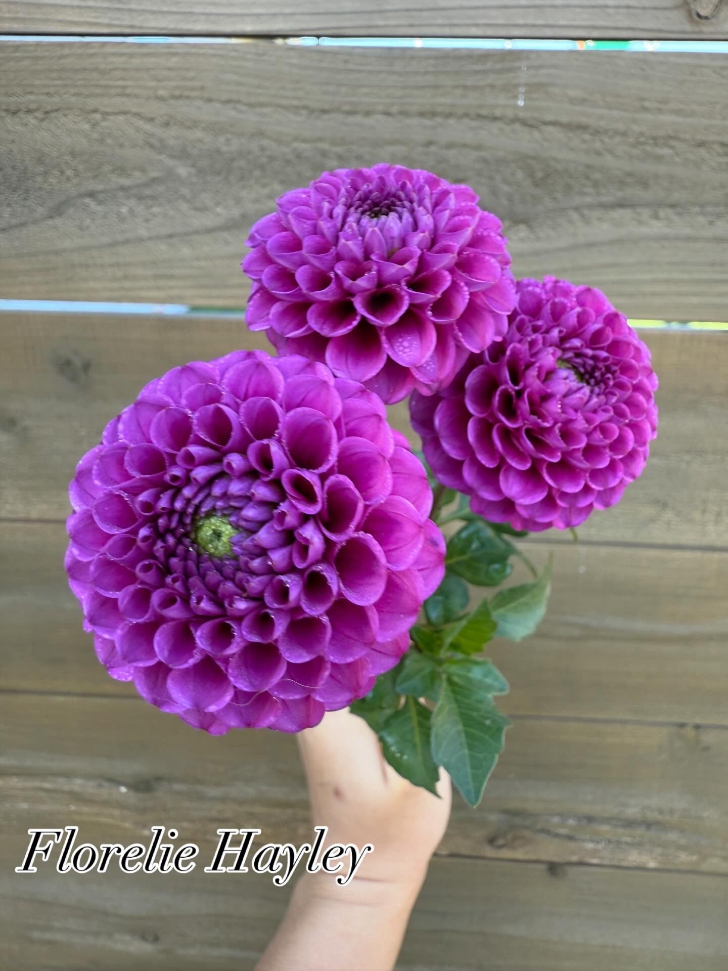 Florelie Hayley 🇦🇺 (rooted cutting)