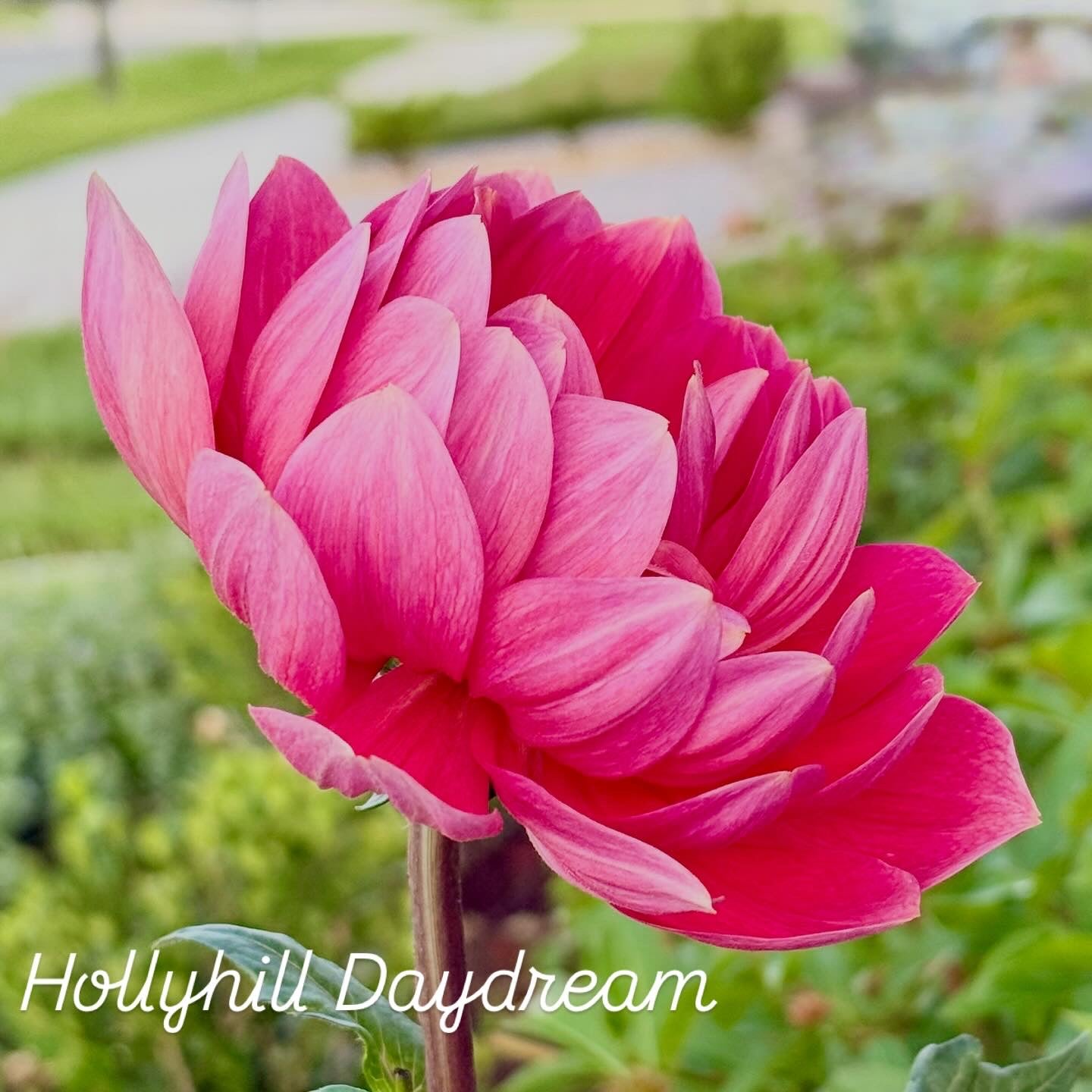 Hollyhill Daydream (rooted cutting)