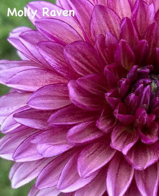 Molly Raven (unrooted cutting)
