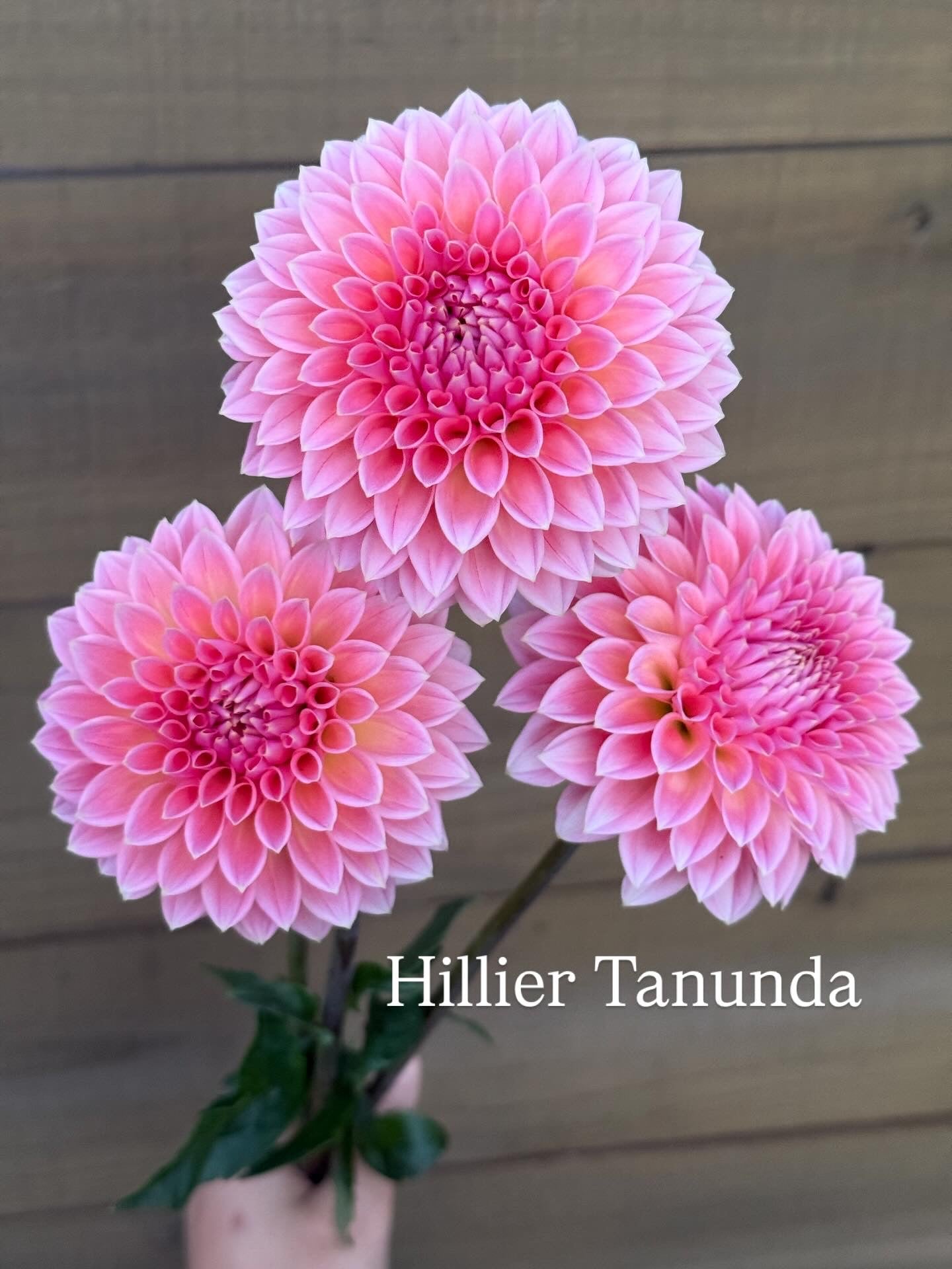 Hillier Tanunda 🇦🇺 (Rooted cutting)