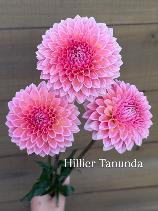 Hillier Tanunda 🇦🇺 (Rooted cutting)