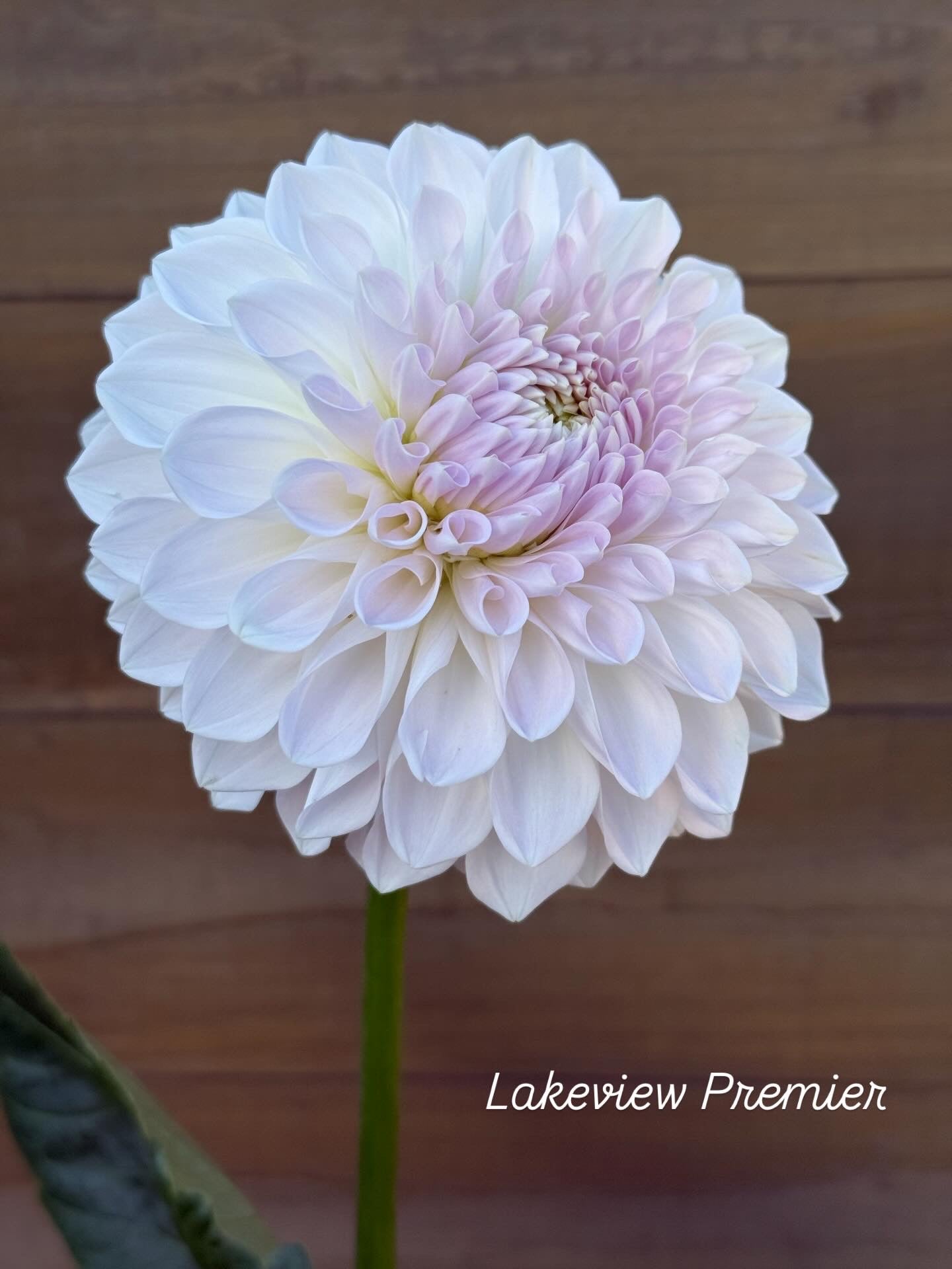Lakeview Premier (Rooted cutting)