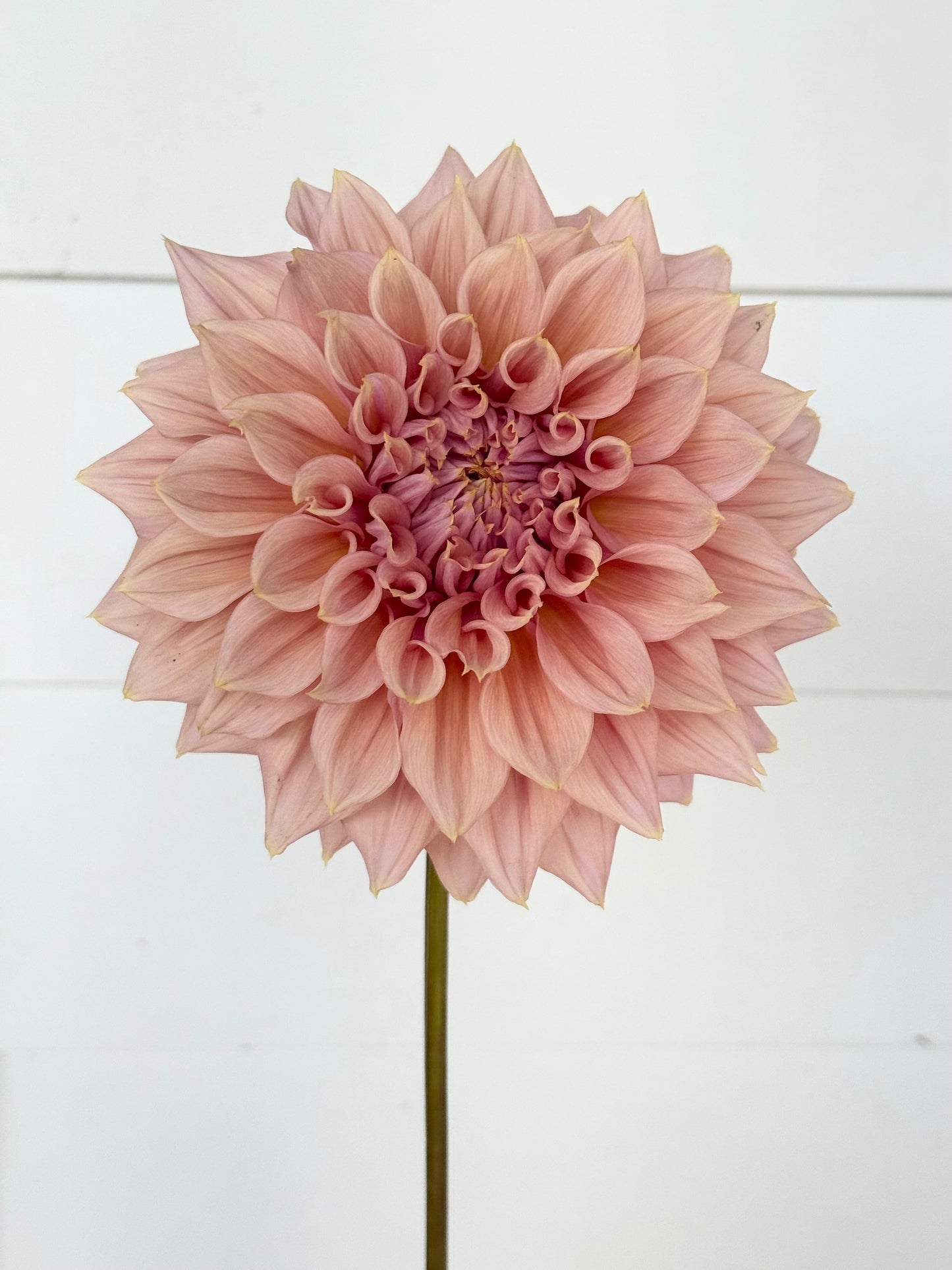 Formby Monarch 🇦🇺 (Rooted cutting)