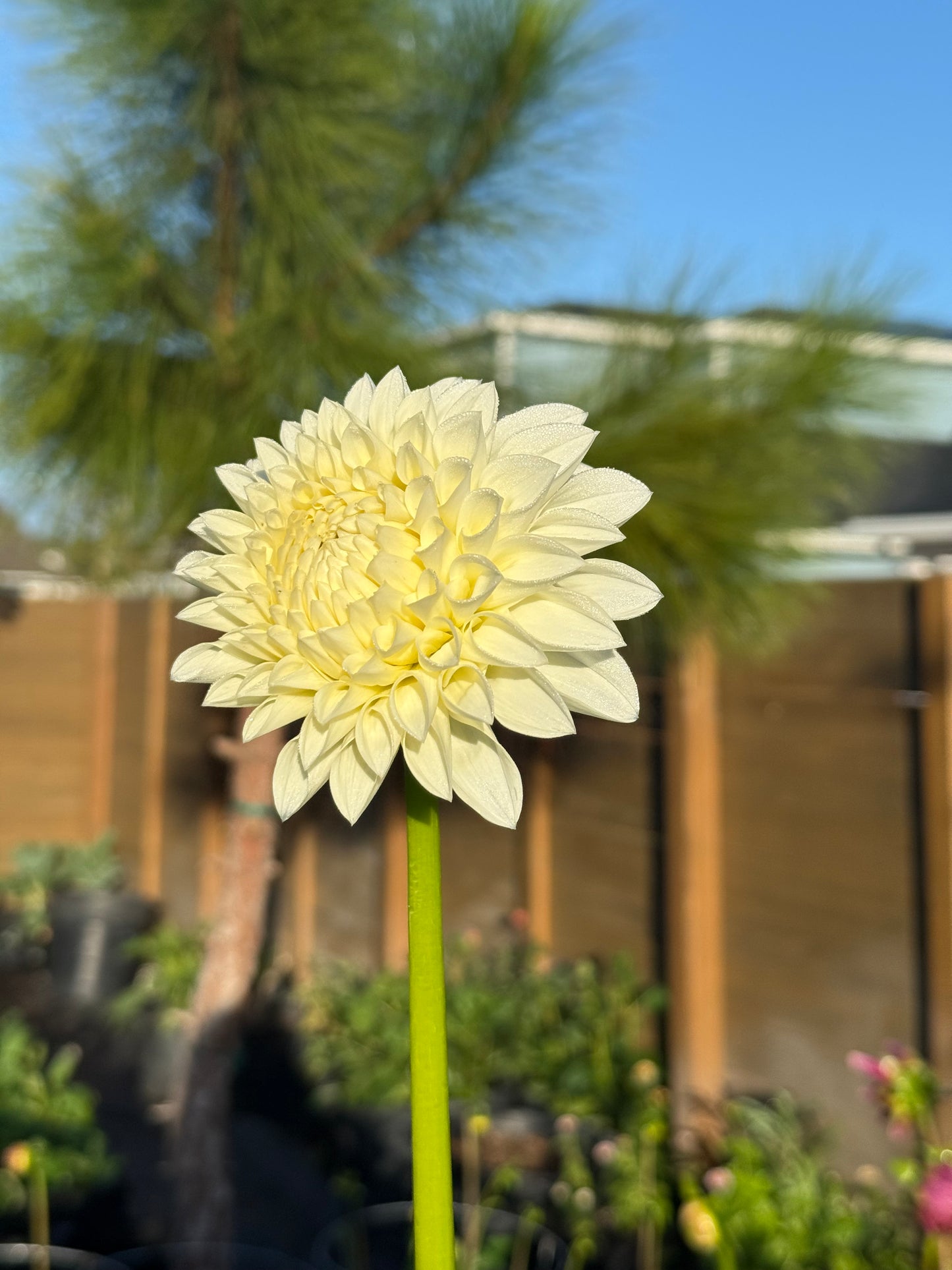 Boundary Snowflake 🇦🇺 (rooted cutting)