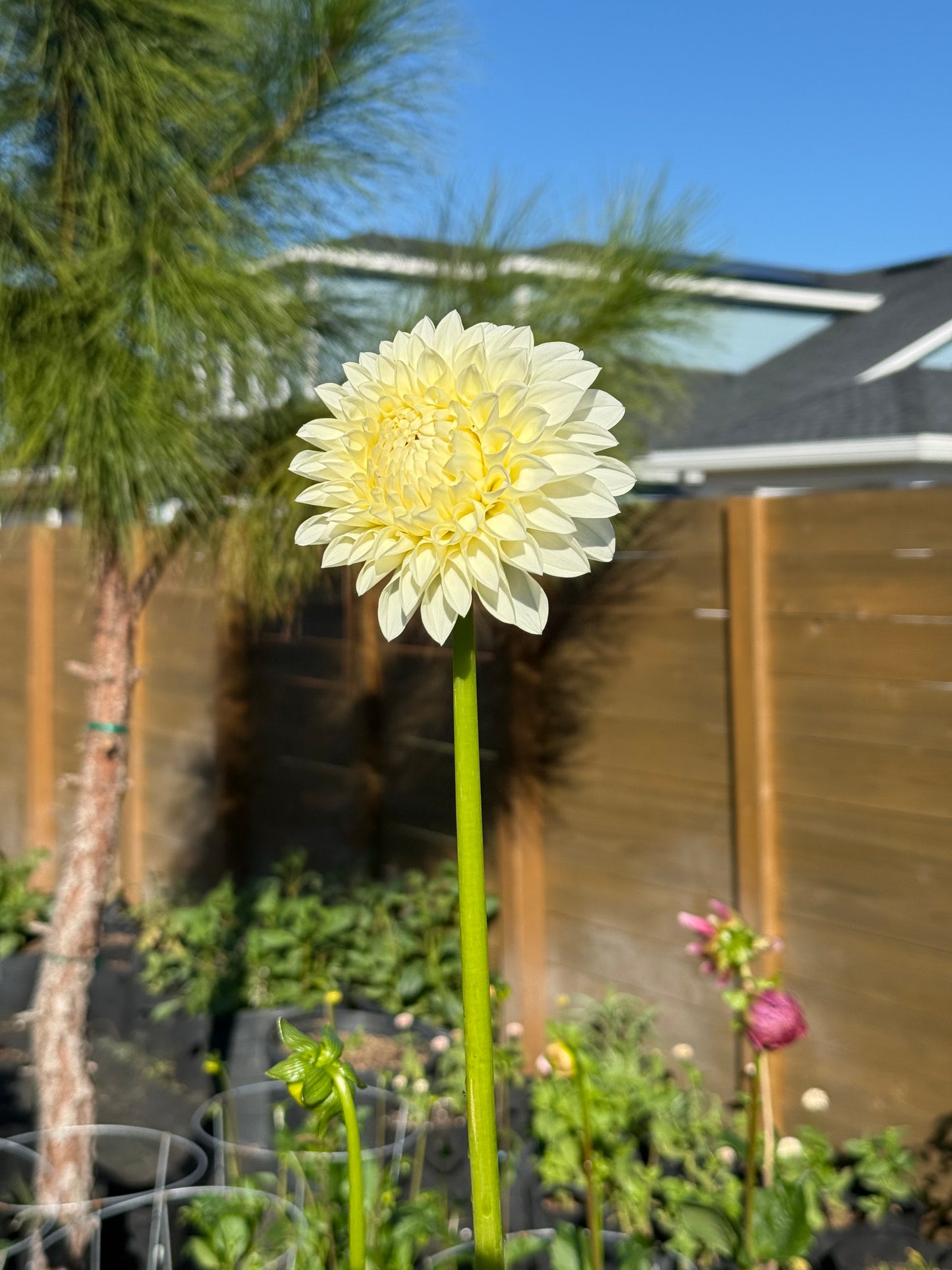Boundary Snowflake 🇦🇺 (rooted cutting)