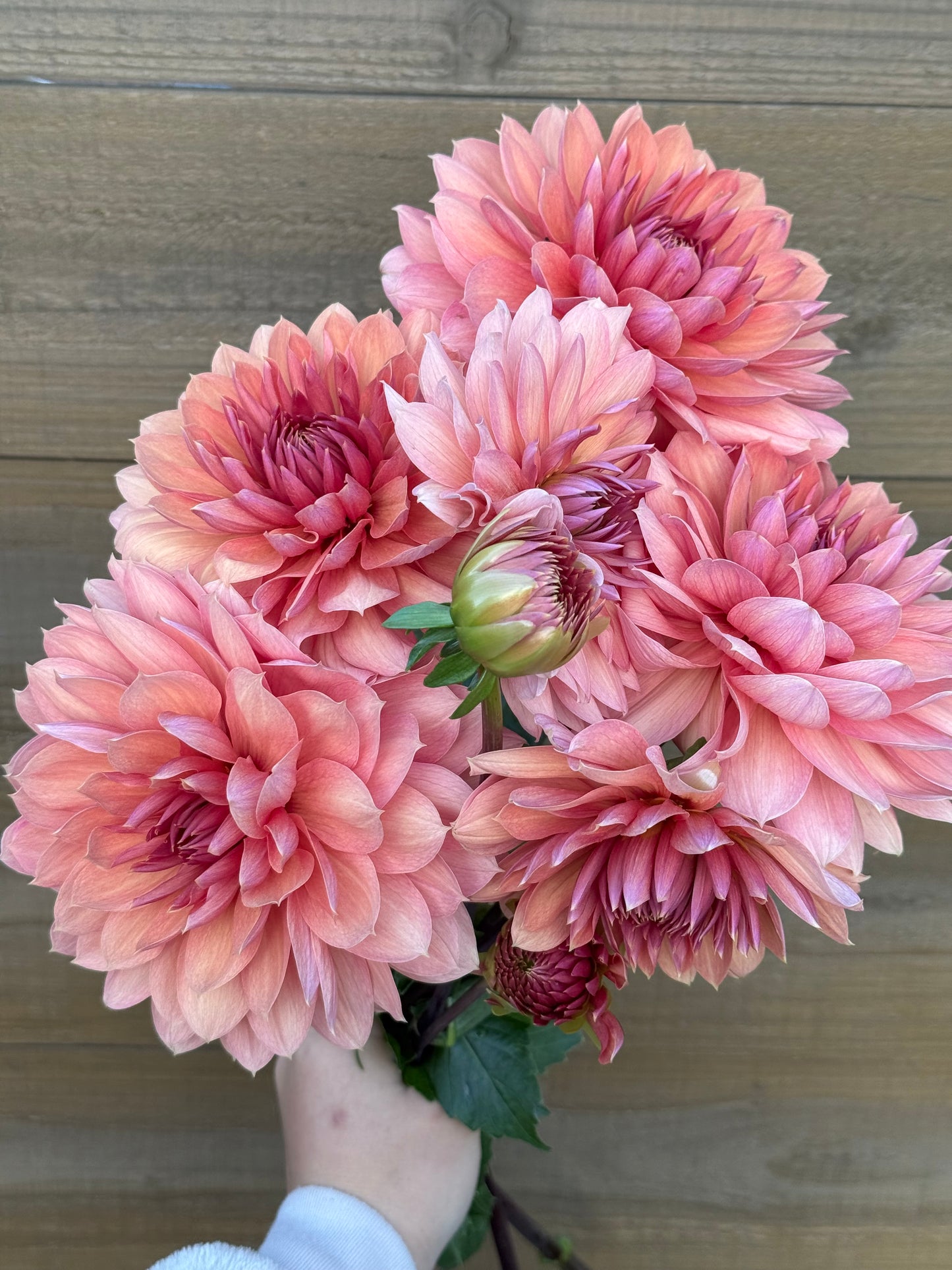 Chateau De La Bourdaisiere (Rooted cutting)