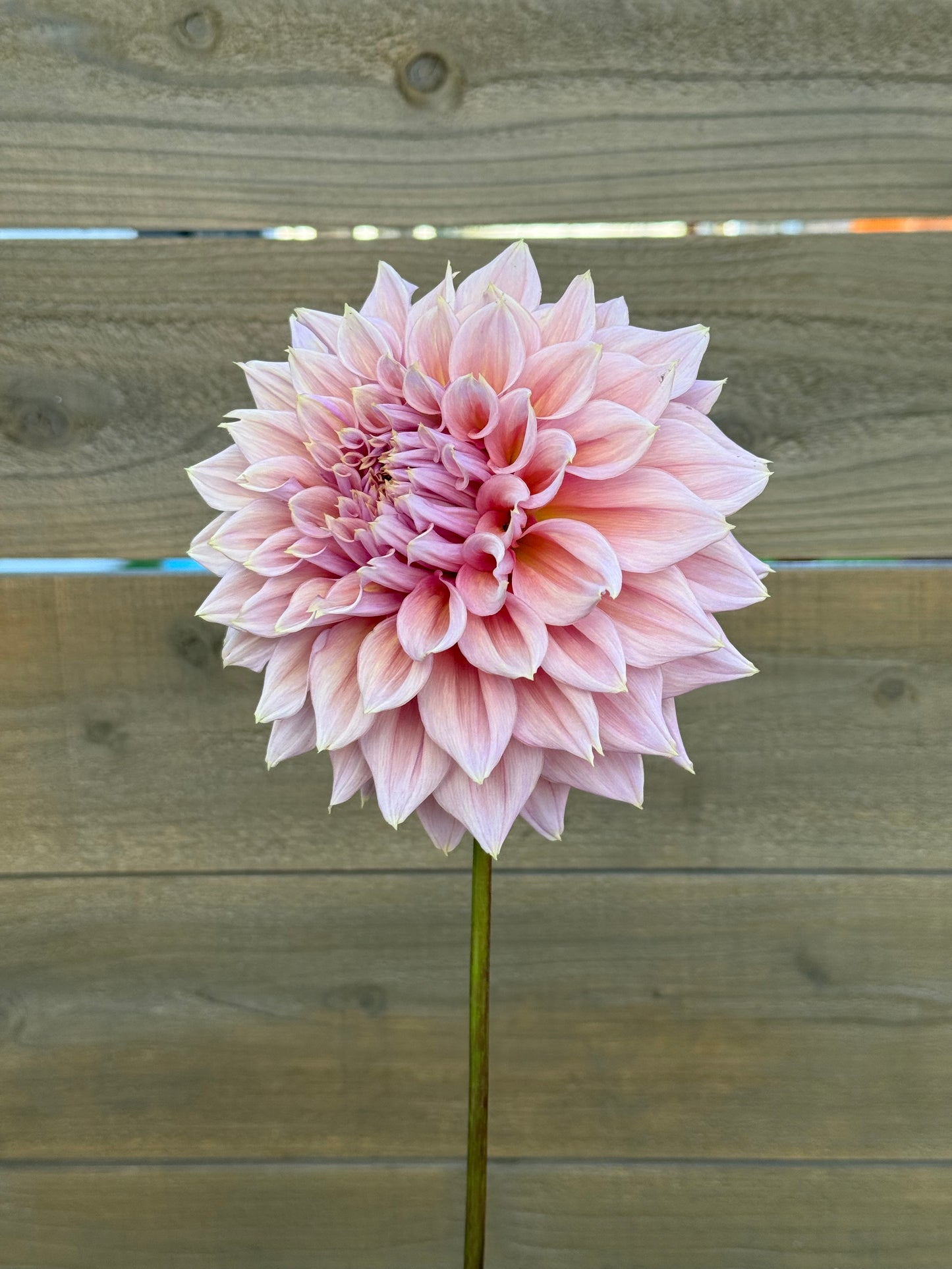 Formby Monarch 🇦🇺 (Rooted cutting)