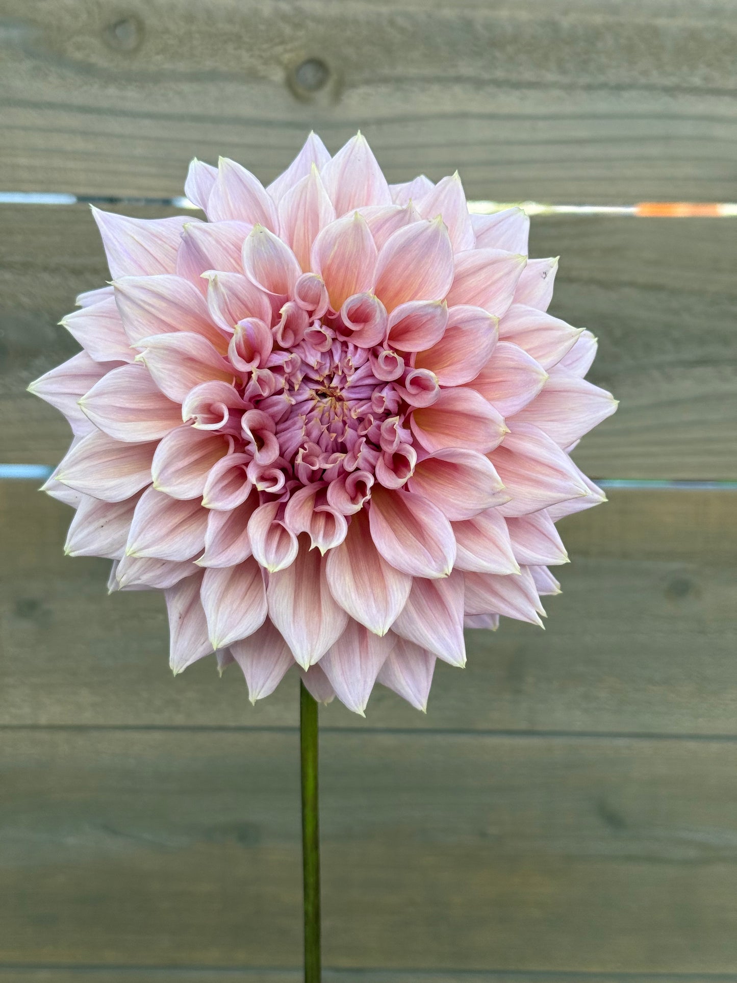 Formby Monarch 🇦🇺 (Rooted cutting)