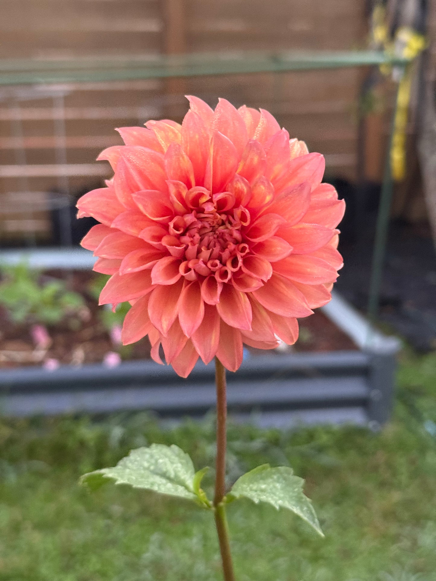 Misfit Kaleidoscope (Rooted cutting)